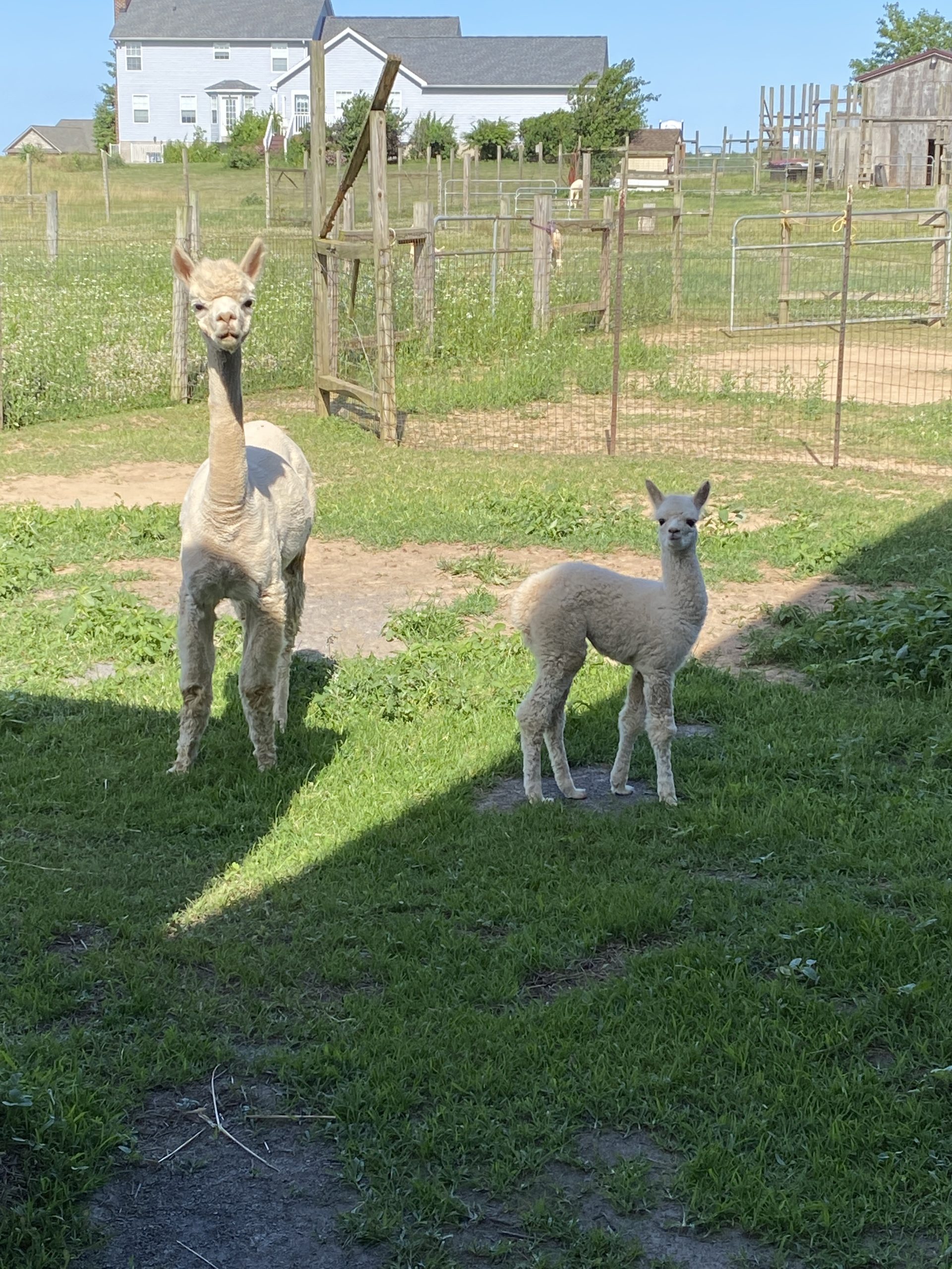 Quarry Critters Jacilee - Image 2