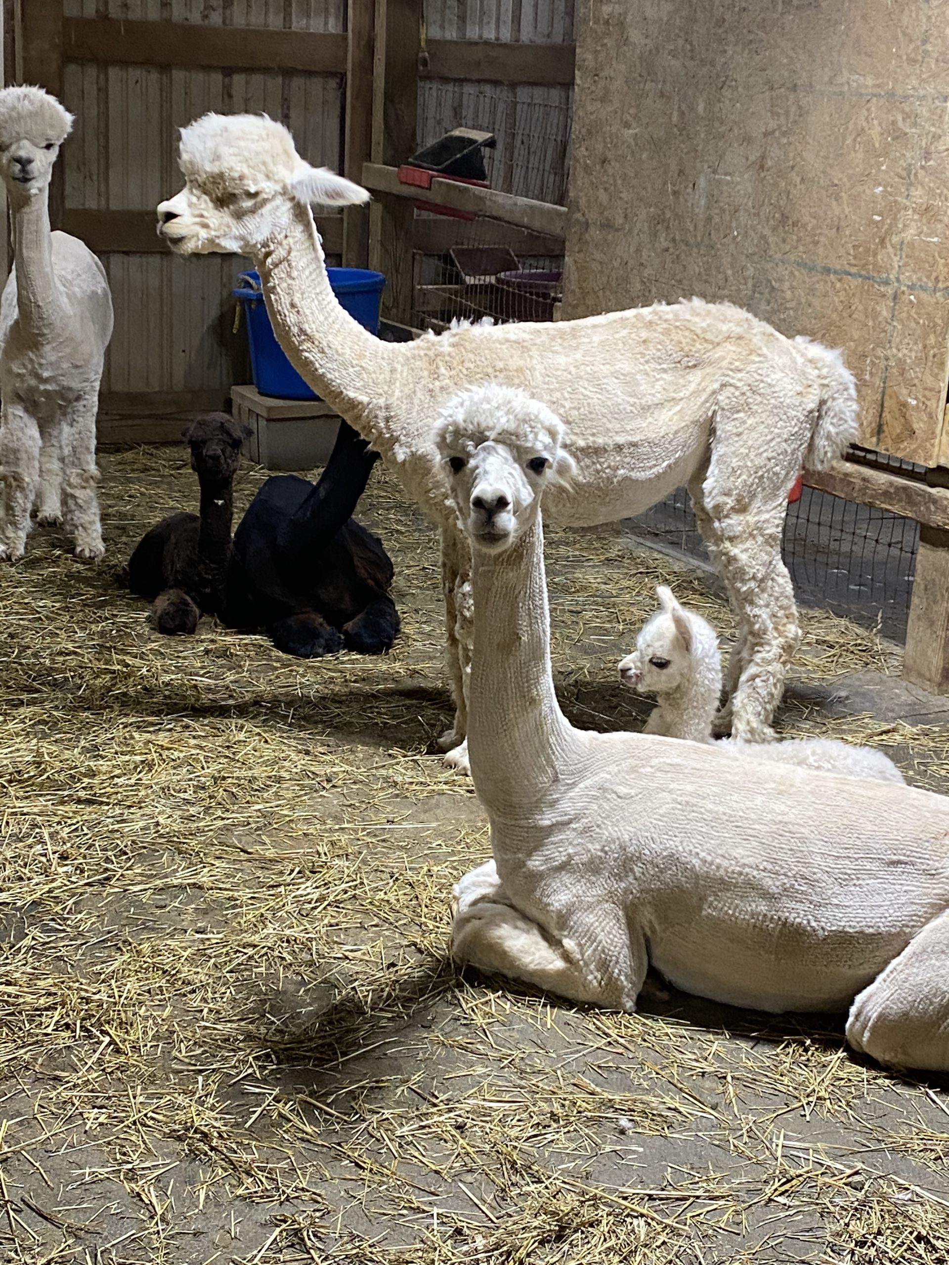 Quarry Critters Jacilee - Image 5