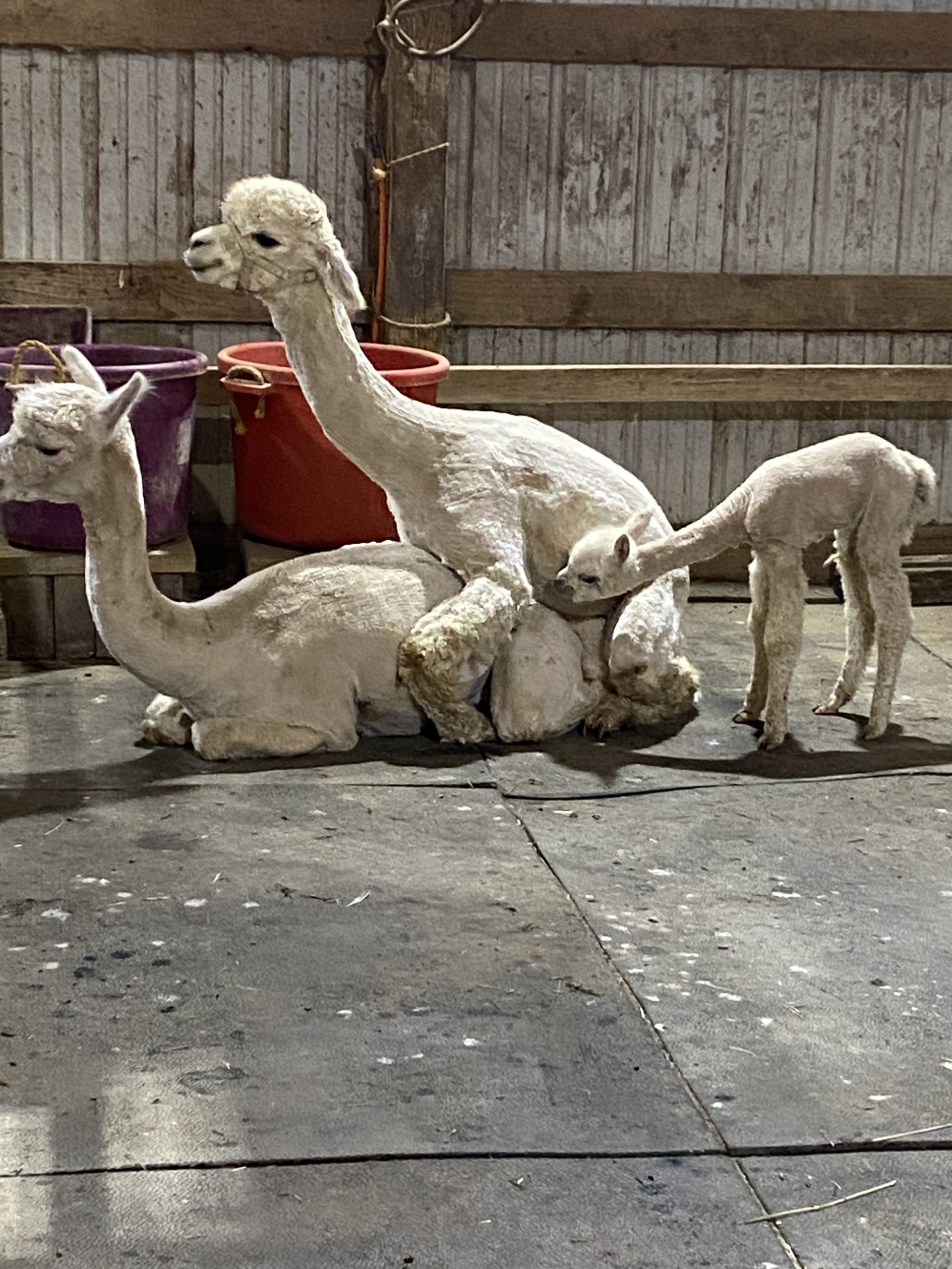 Quarry Critters Jacilee - Image 6