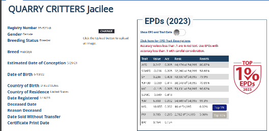 Quarry Critters Jacilee - Image 3