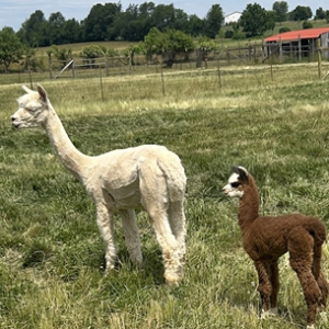 Quarry Critters Jacilee- white huacaya female alpaca