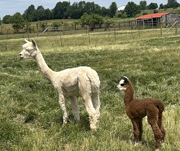 Quarry Critters Jacilee- white huacaya female alpaca