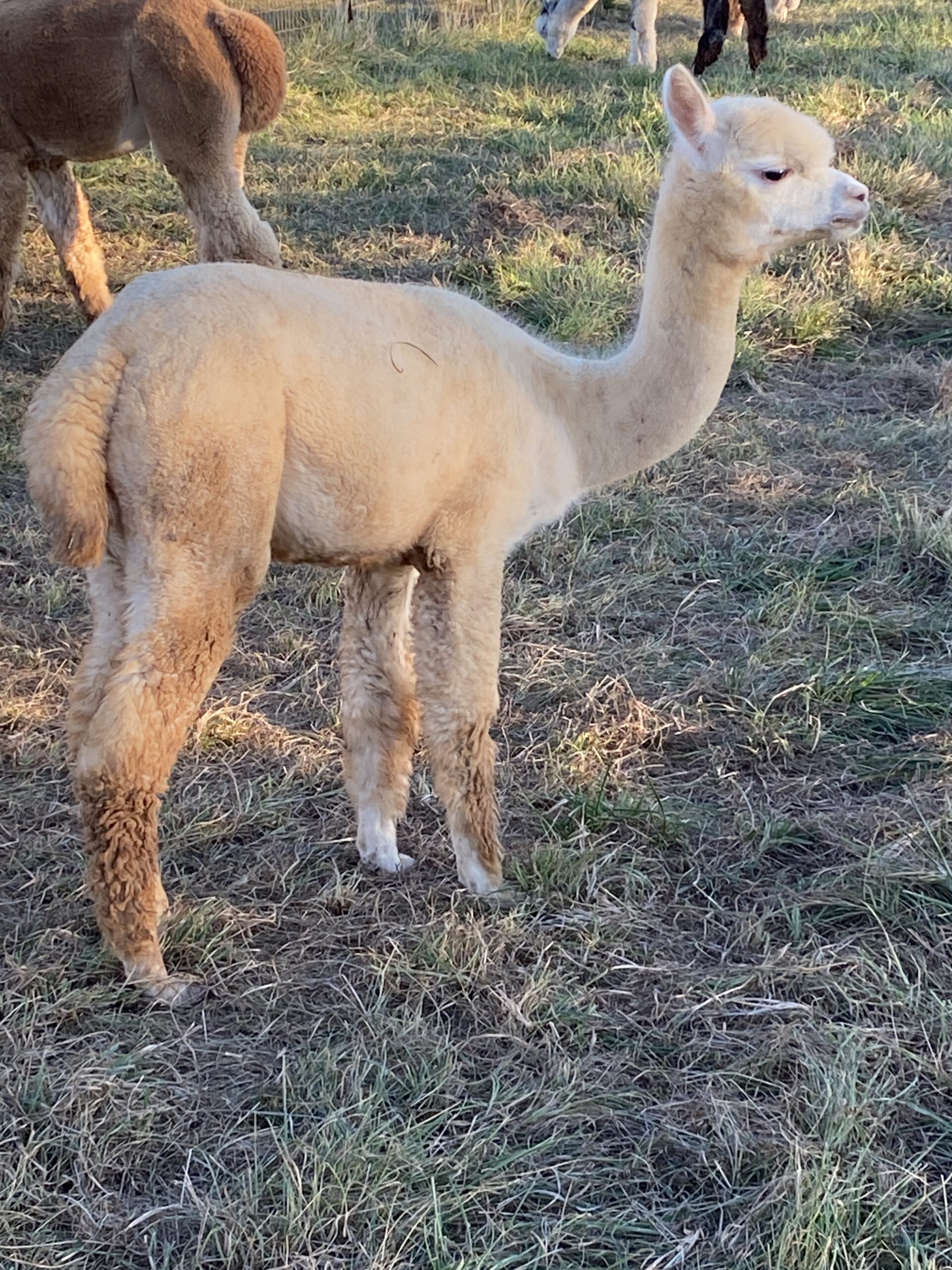 Quarry Critters Oona - Image 2