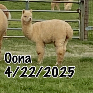 Quarry Critters Oona