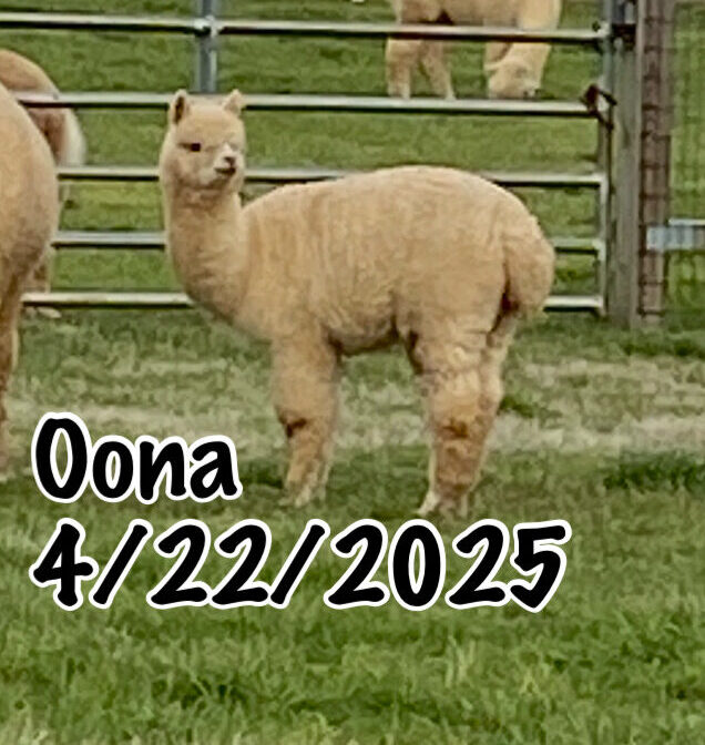 Quarry Critters Oona