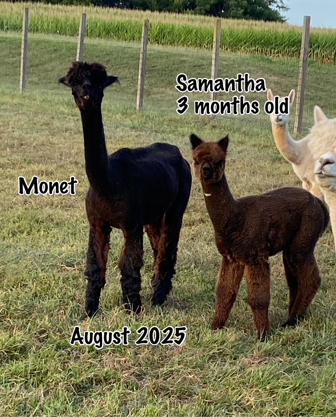 Quarry Critters Samantha - Image 2