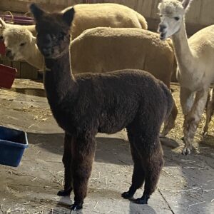 Quarry Critters Samantha