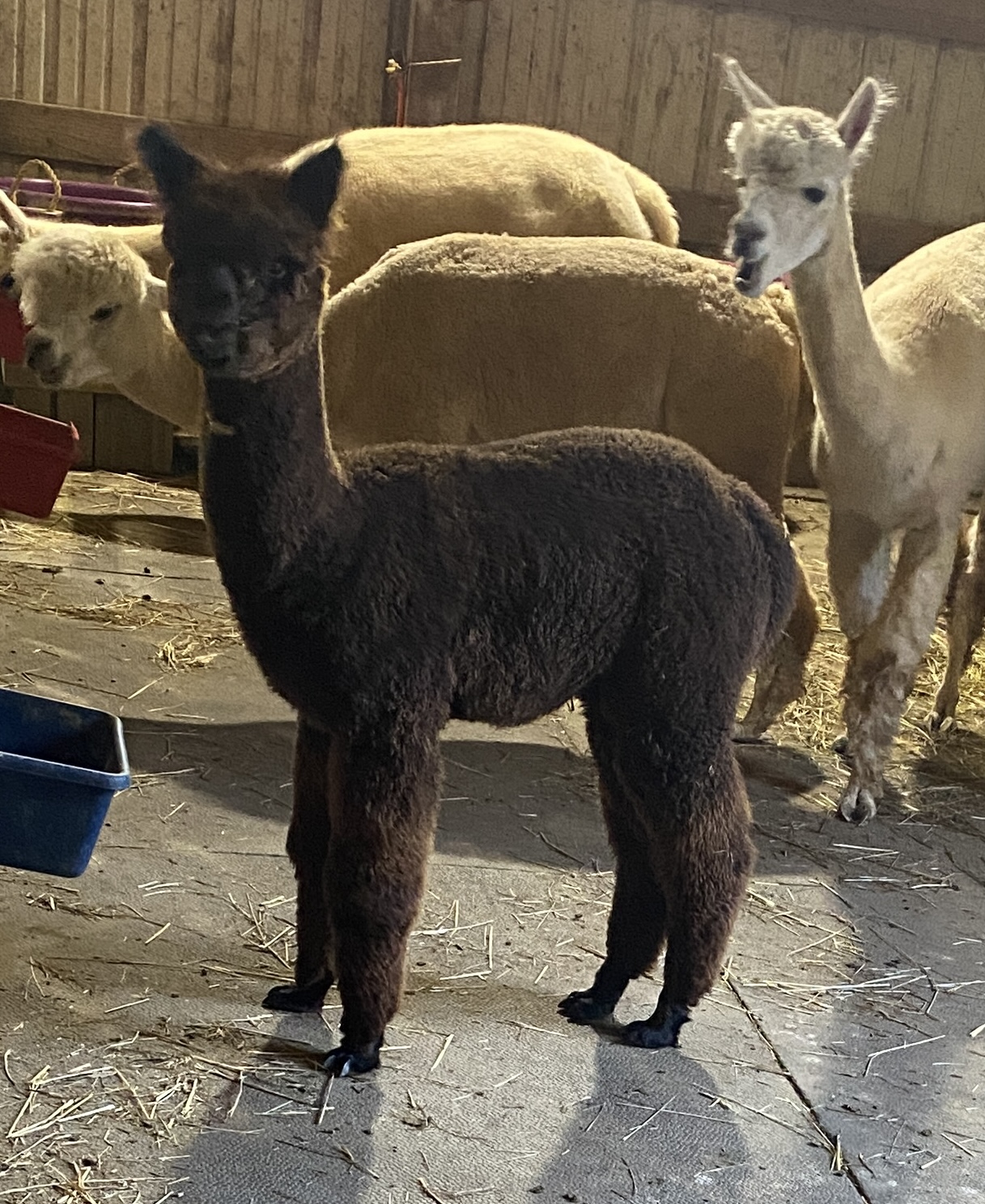 Quarry Critters Samantha