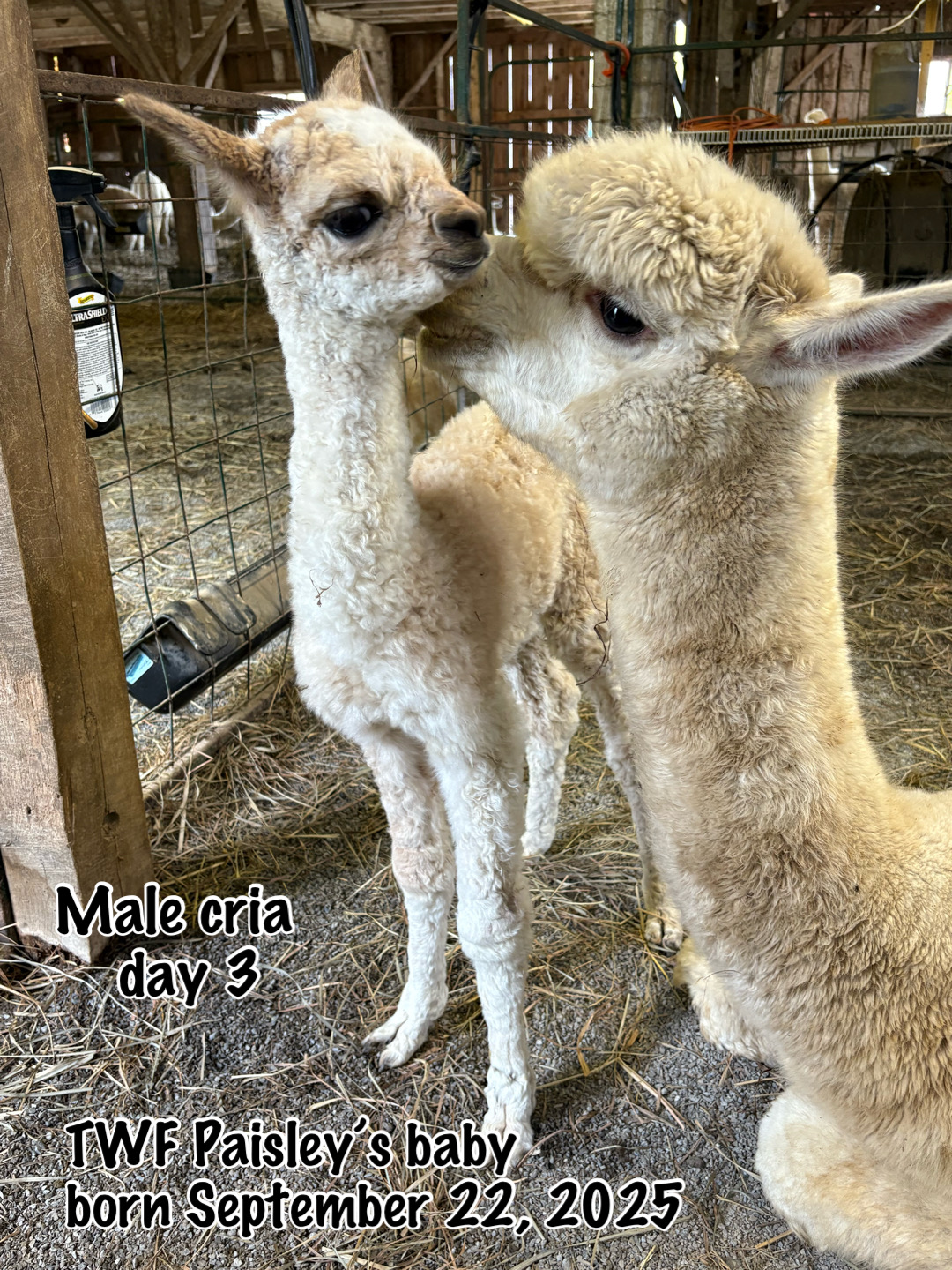 Quarry Critters Hey Mr Wilson! - Image 2