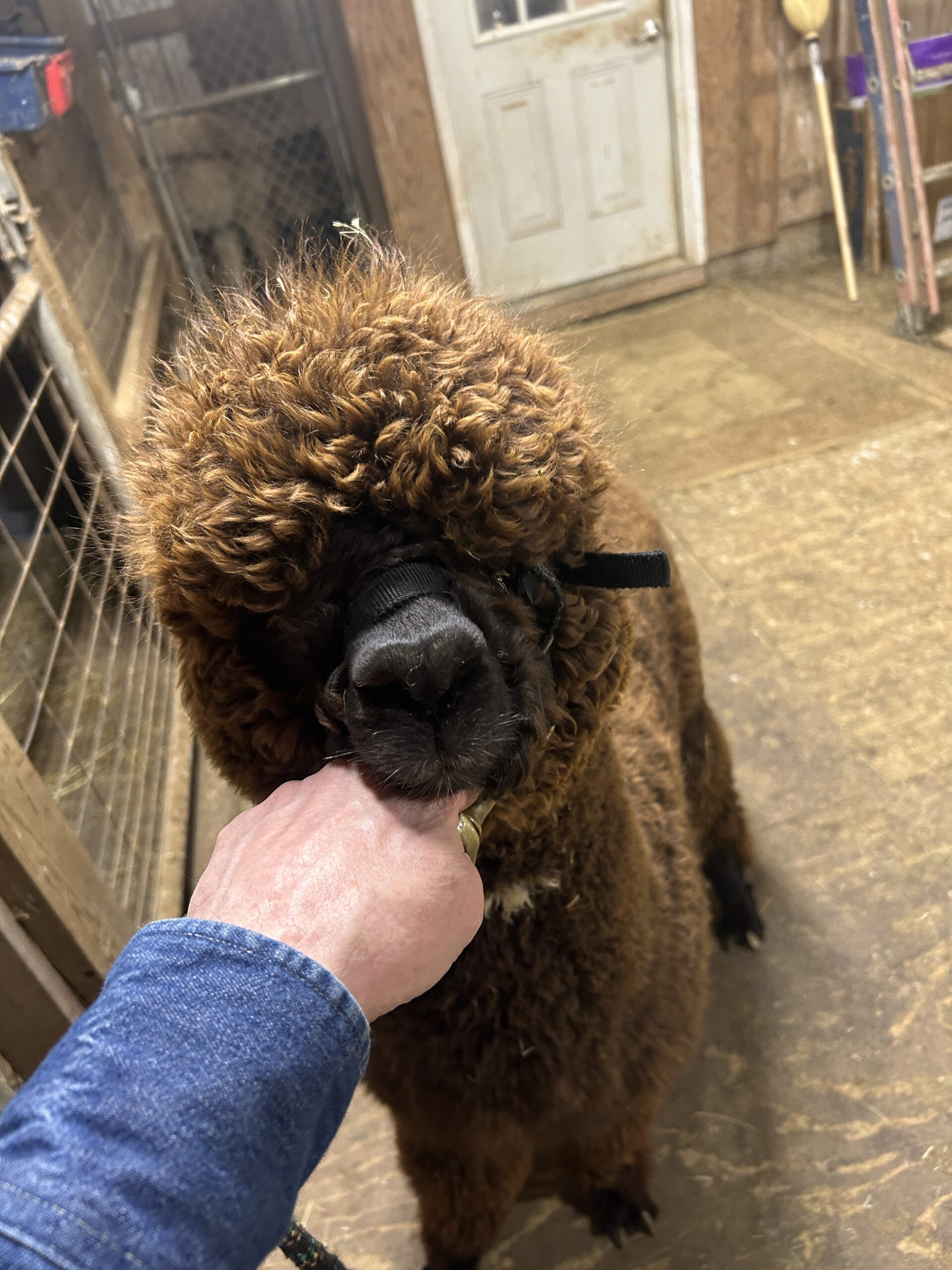 Quarry Critters Samantha - Image 6