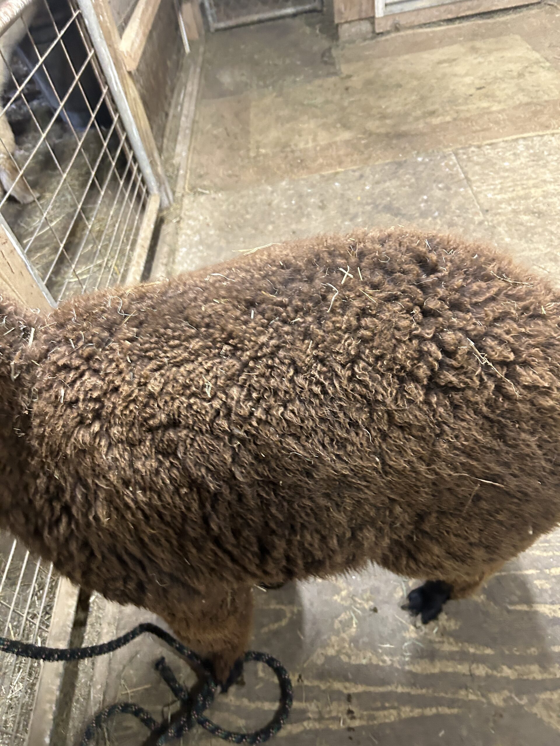 Quarry Critters Samantha - Image 7