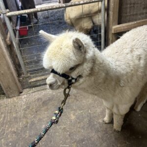 Quarry Critters Good Vibrations