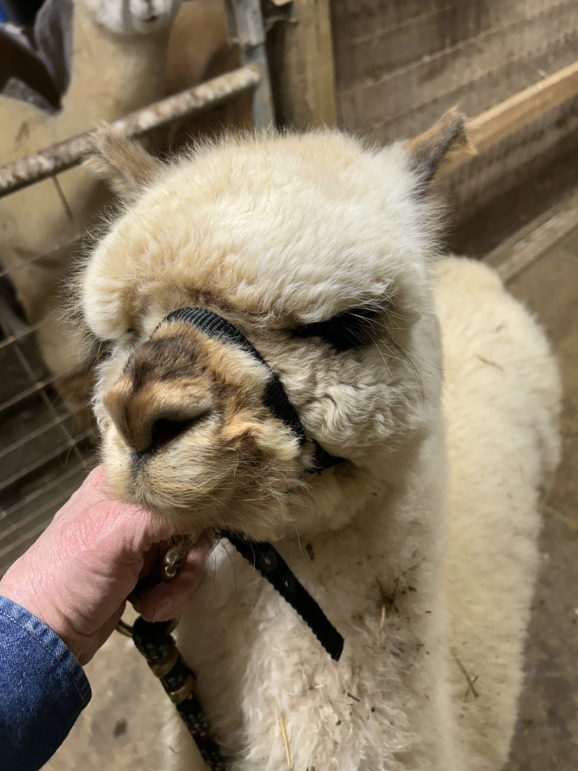 Quarry Critters Hey Mr Wilson!