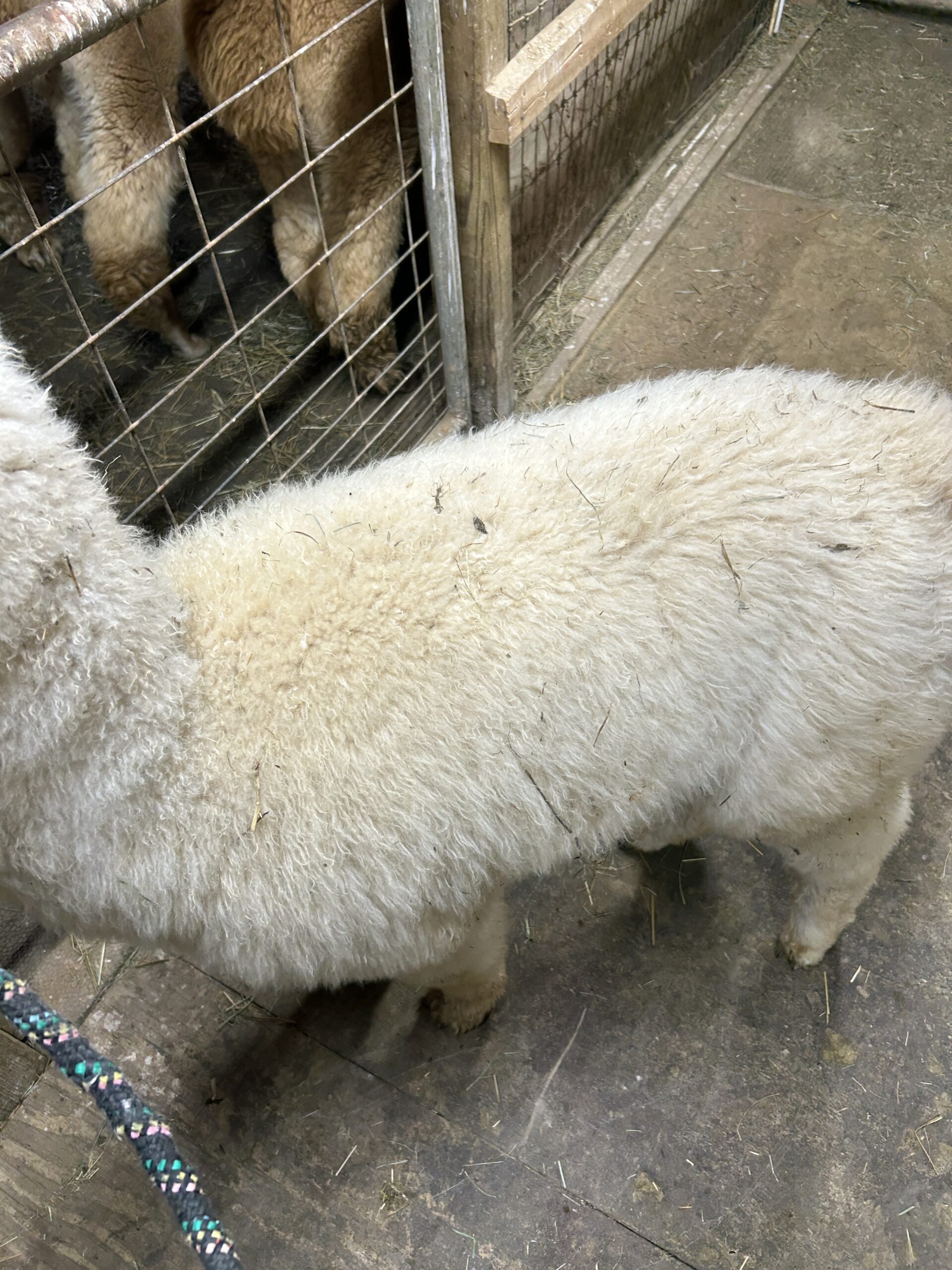 Quarry Critters Hey Mr Wilson! - Image 5