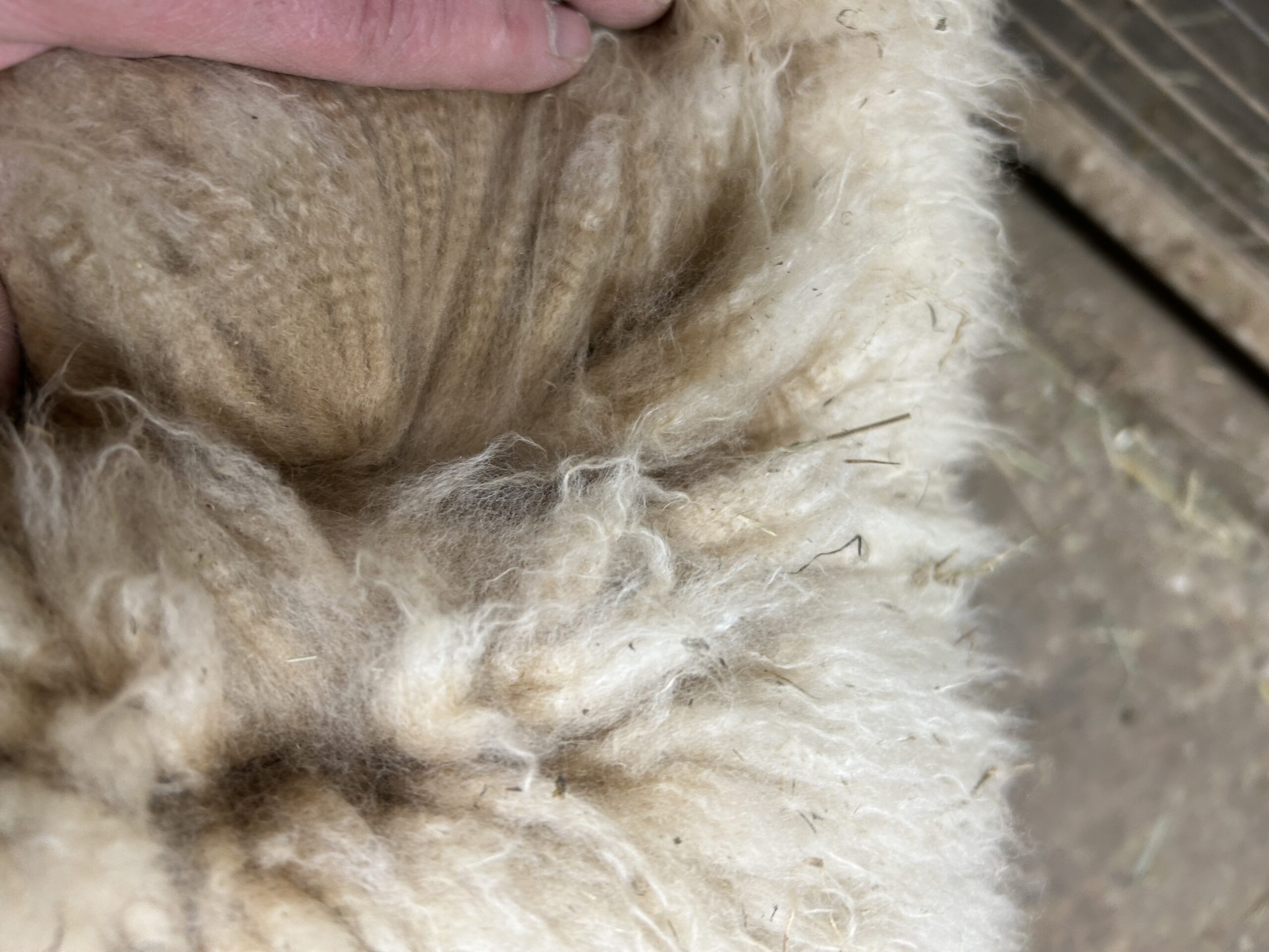 Quarry Critters Hey Mr Wilson! - Image 4