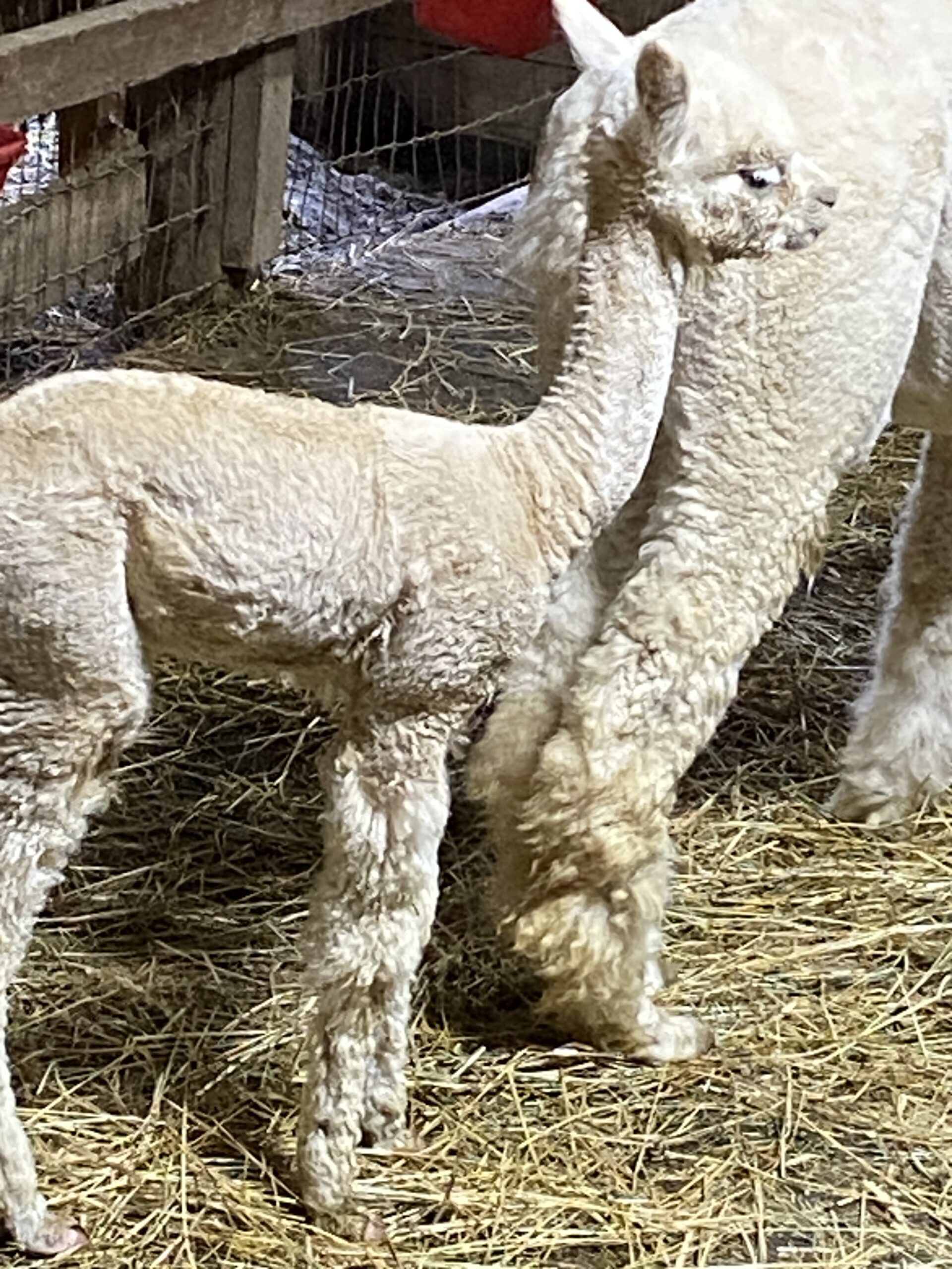2026~ Cria coat, white shiny crimpy locks - Alpaca Fleece ~ Tom Triumphant - Image 3