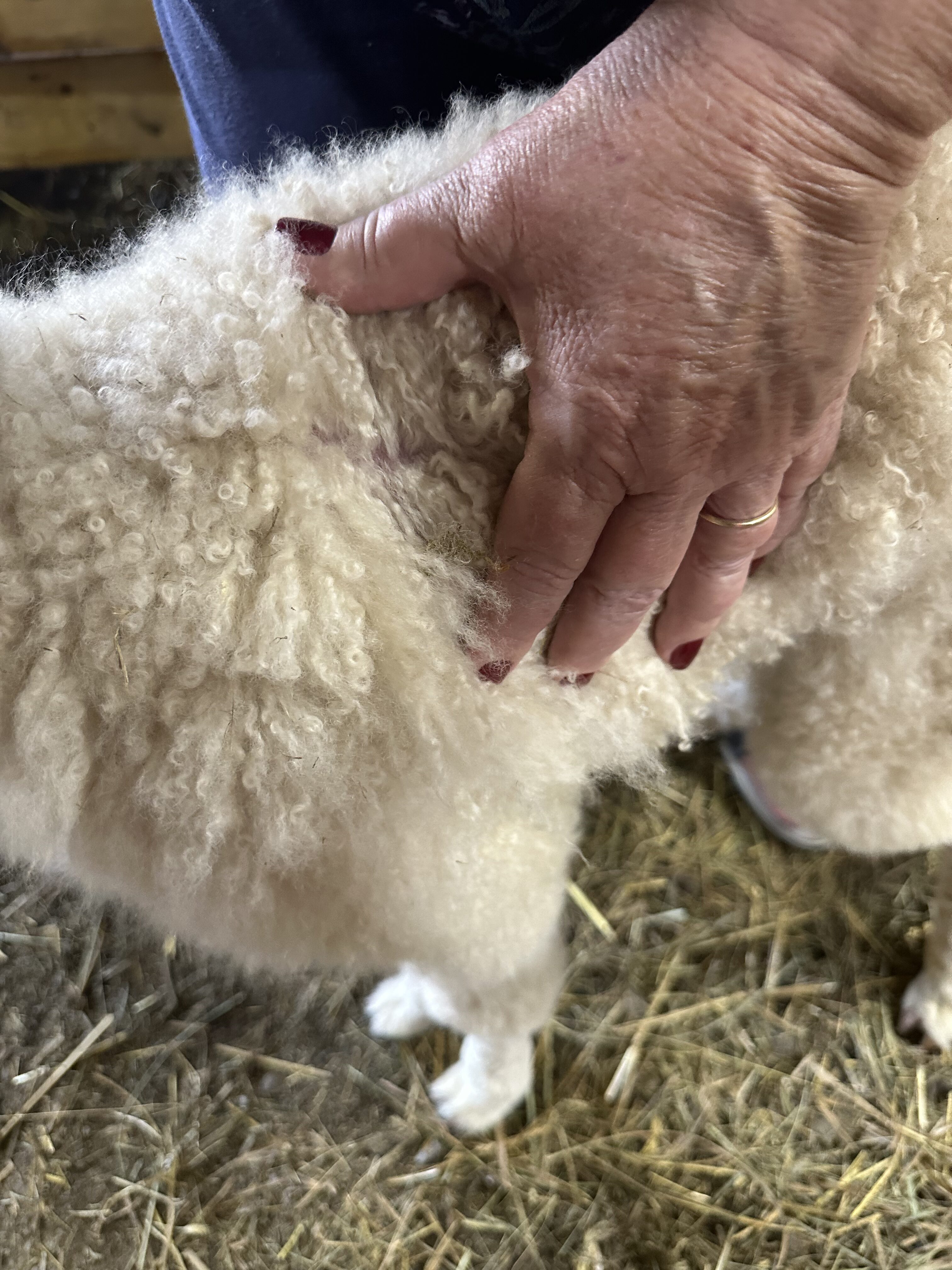 2026~ Cria coat, white shiny crimpy locks - Alpaca Fleece ~ Tom Triumphant - Image 2