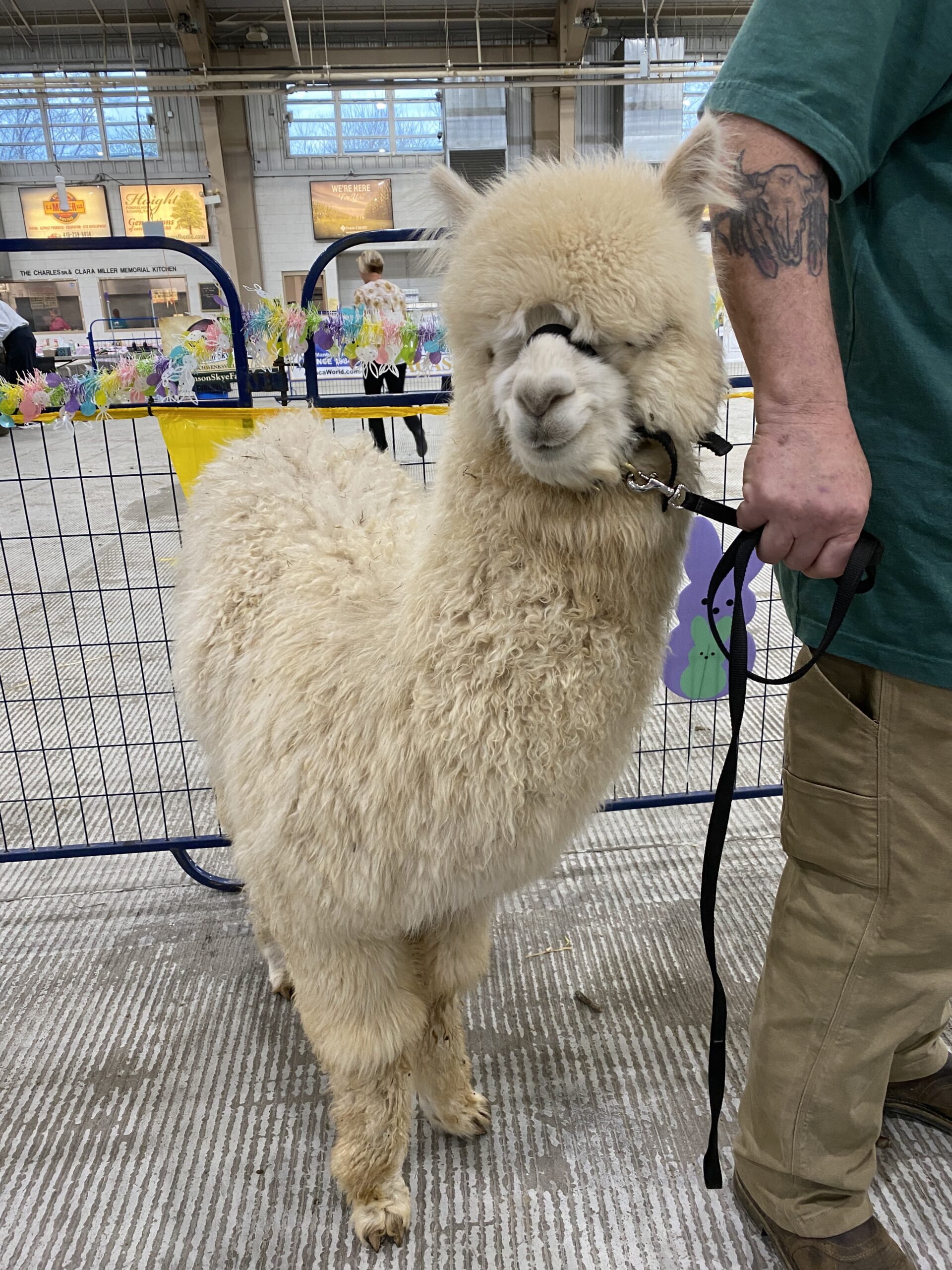 2026~ Cria coat, white shiny crimpy locks - Alpaca Fleece ~ Tom Triumphant - Image 4