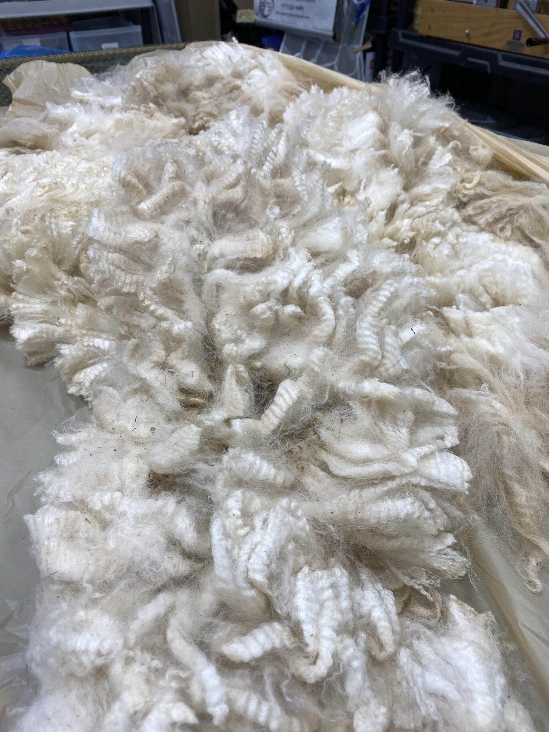 2026~ Cria coat, white shiny crimpy locks - Alpaca Fleece ~ Tom Triumphant - Image 7