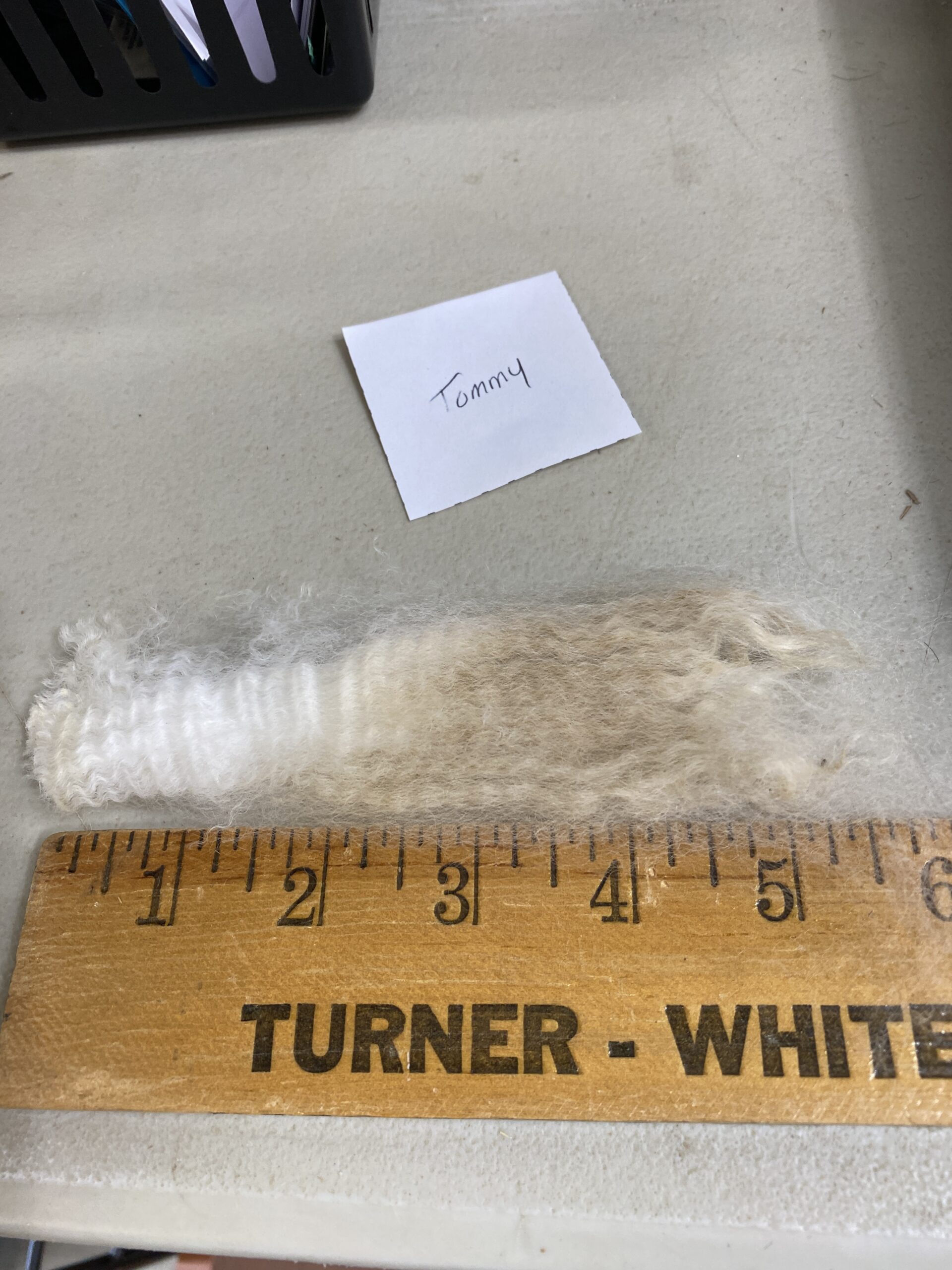 2026~ Cria coat, white shiny crimpy locks - Alpaca Fleece ~ Tom Triumphant - Image 6