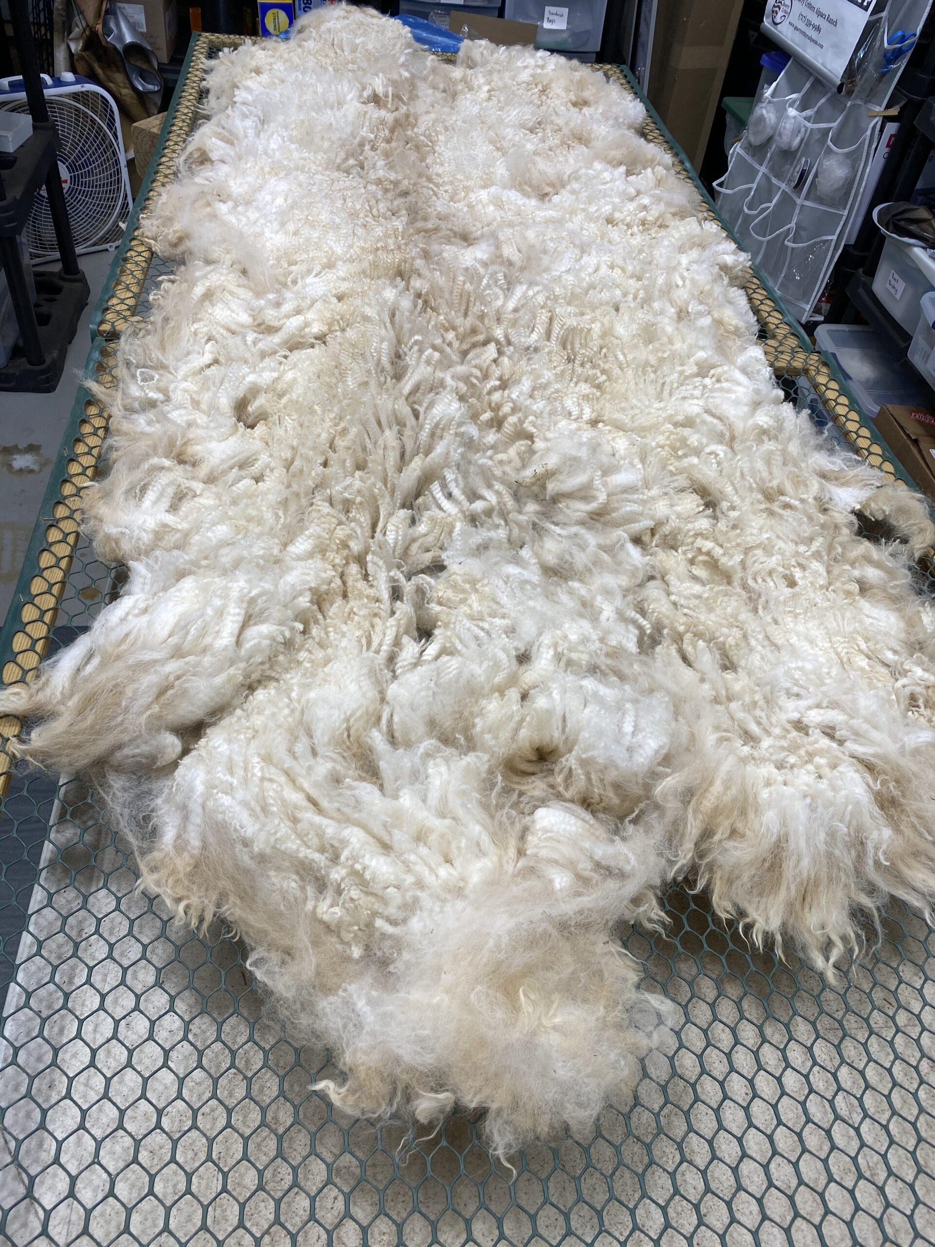 2026~ Cria coat, white shiny crimpy locks - Alpaca Fleece ~ Tom Triumphant - Image 8
