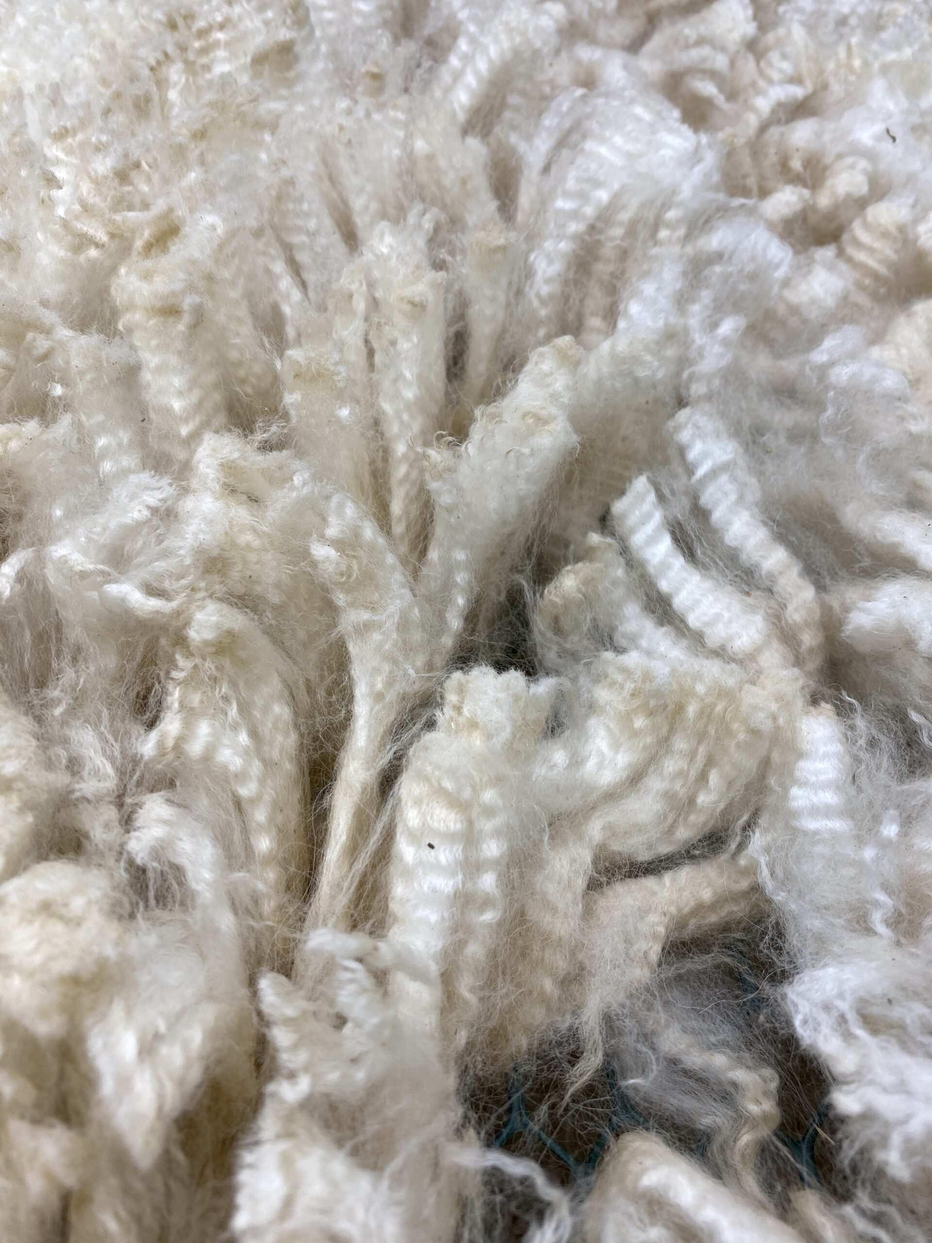 2026~ Cria coat, white shiny crimpy locks - Alpaca Fleece ~ Tom Triumphant - Image 9