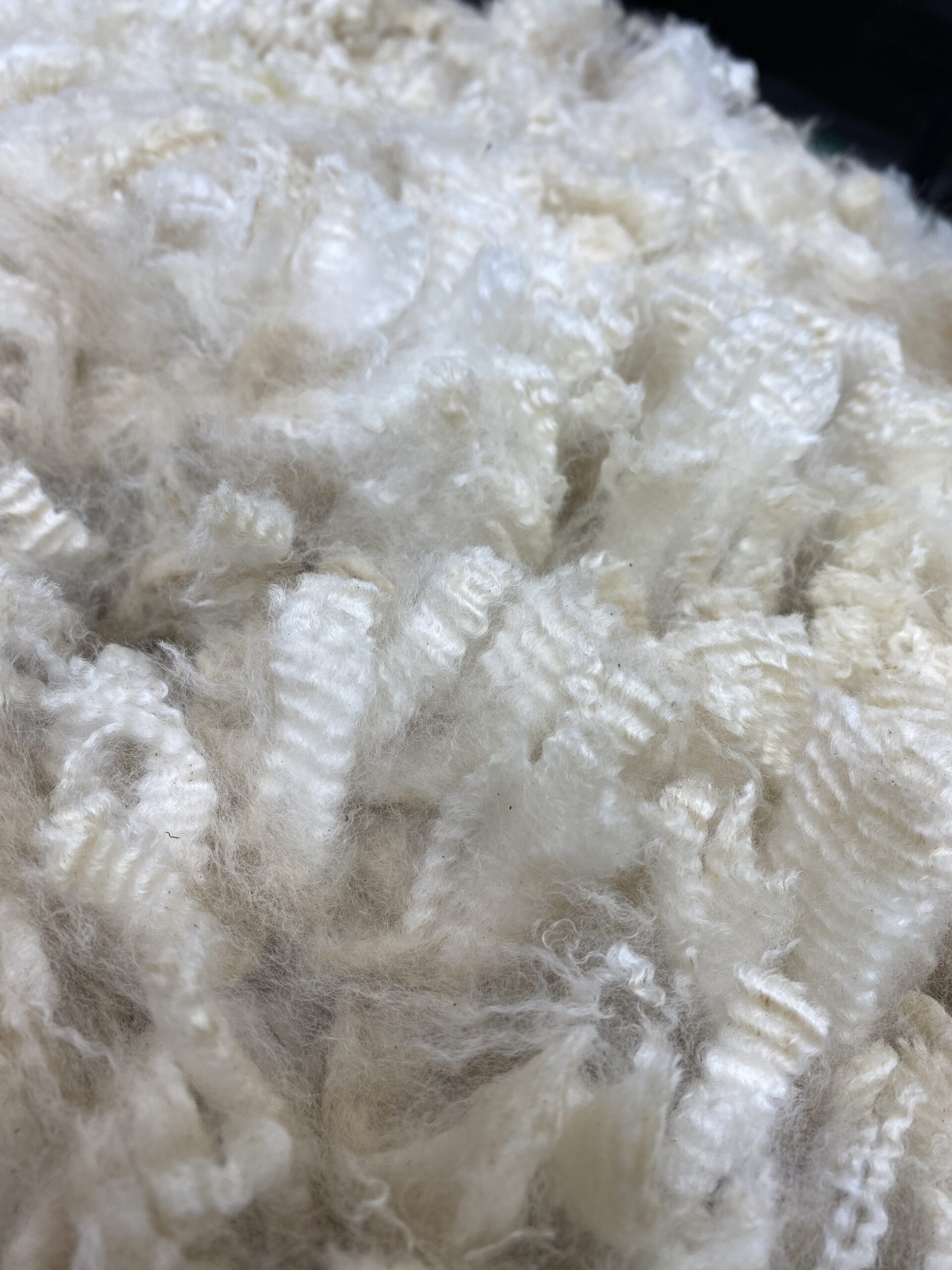 2026~ Cria coat, white shiny crimpy locks - Alpaca Fleece ~ Tom Triumphant - Image 10