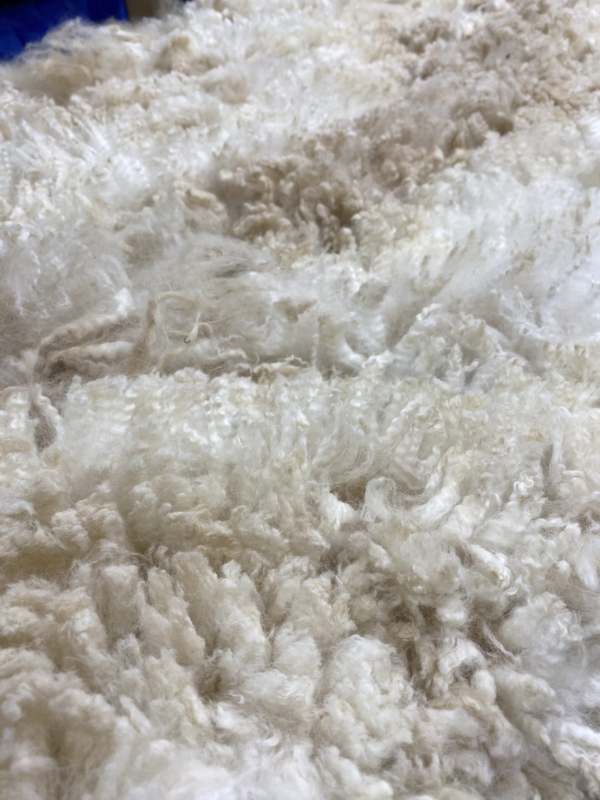 2026~ Cria coat, white shiny crimpy locks - Alpaca Fleece ~ Tom Triumphant - Image 11