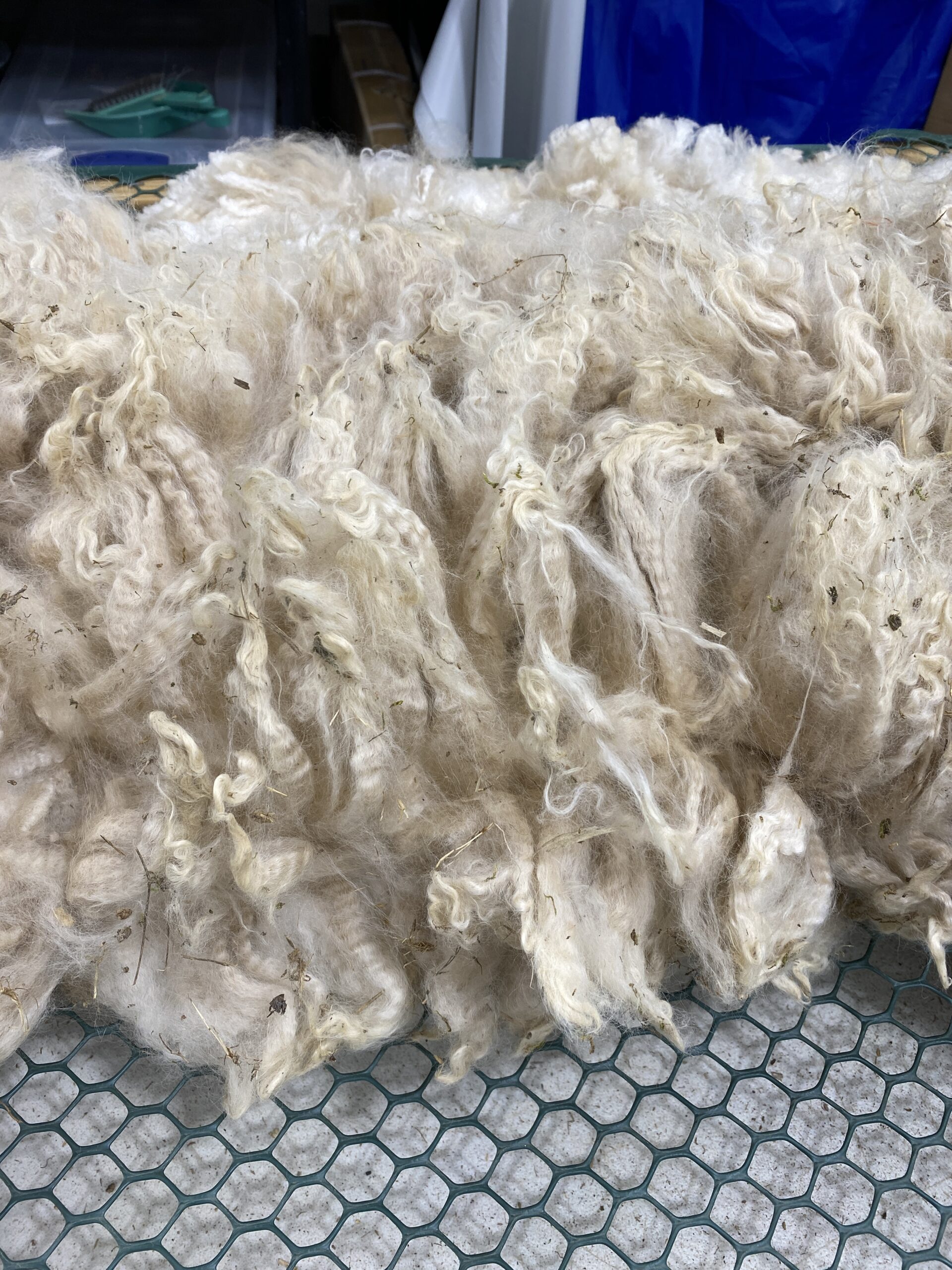 2026~ Cria coat, white shiny crimpy locks - Alpaca Fleece ~ Tom Triumphant - Image 12