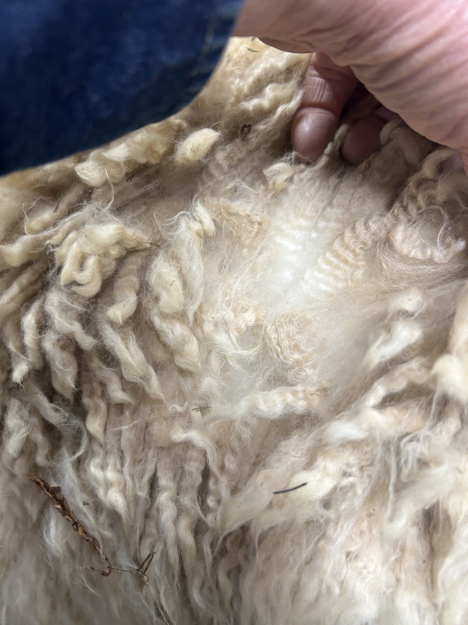 2026~ Cria coat, white shiny crimpy locks - Alpaca Fleece ~ Tom Triumphant - Image 5
