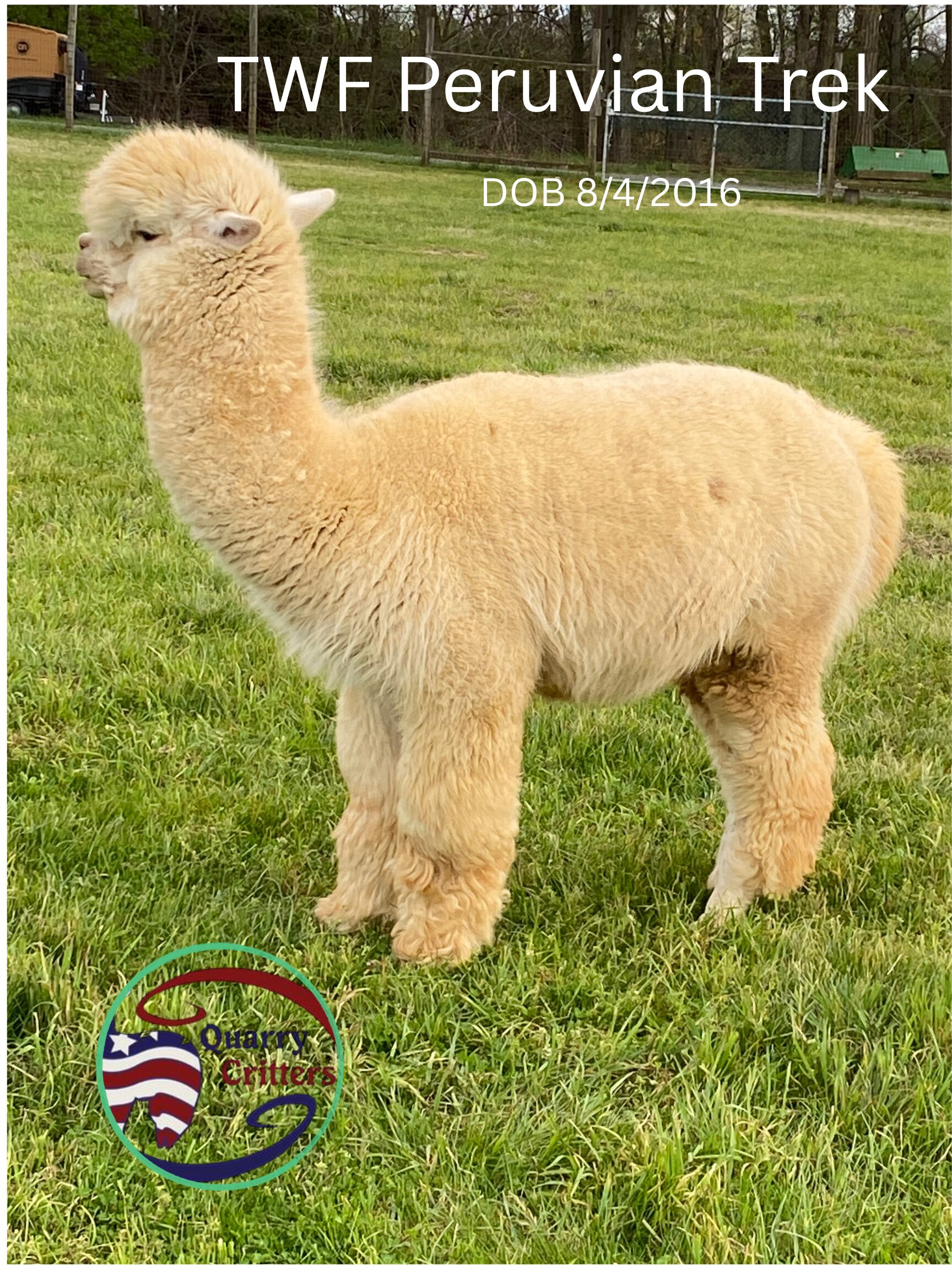 Alpaca Tri-color Roving Blend - Image 17