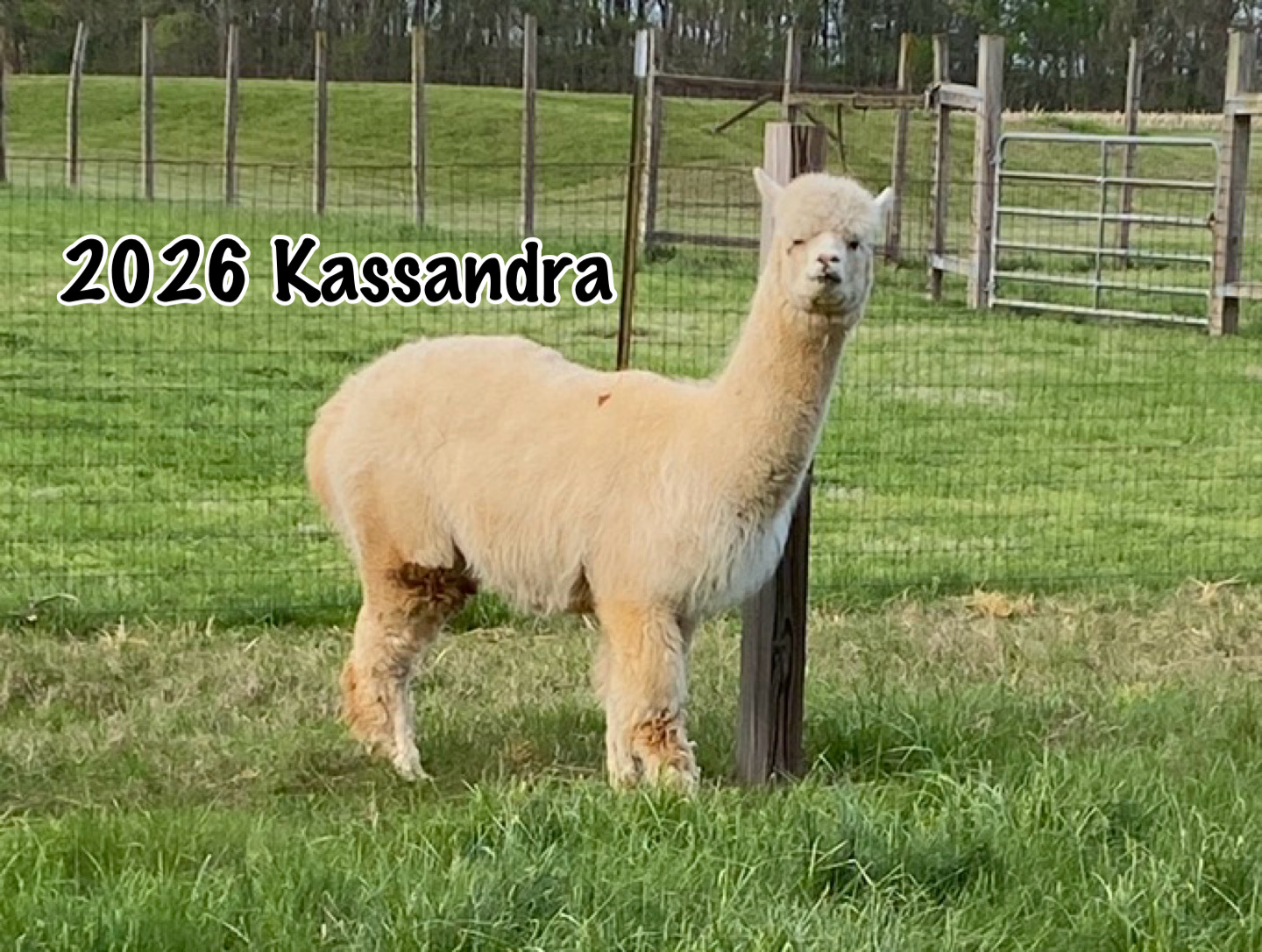 Alpaca Tri-color Roving Blend - Image 10