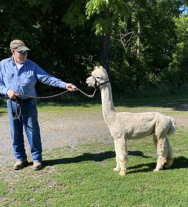 2026~ Oh my gosh! Lofty dense white Alpaca Fleece~Edison - Image 3