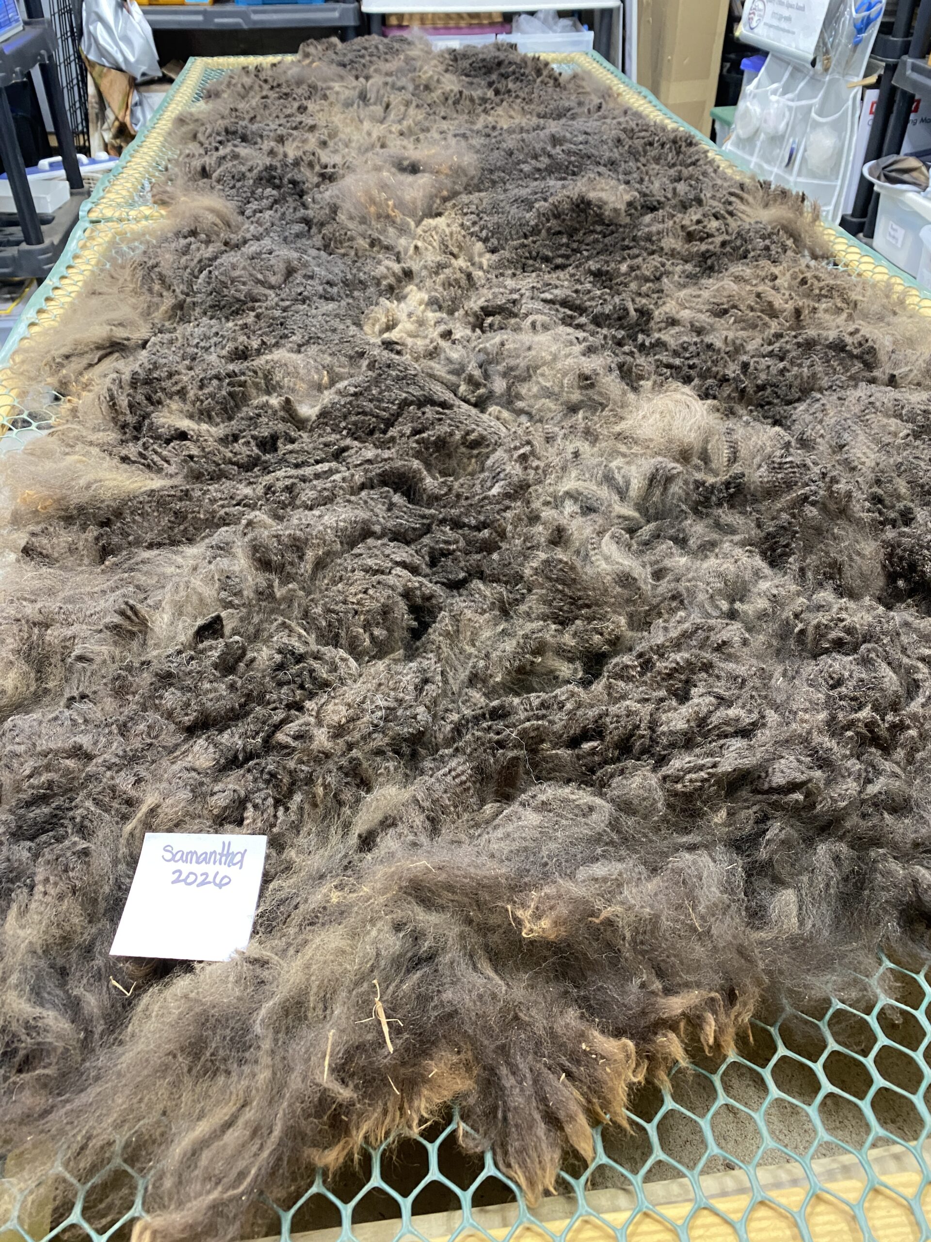 2026~ Cria coat, Black - Alpaca Fleece ~ Samantha - Image 4
