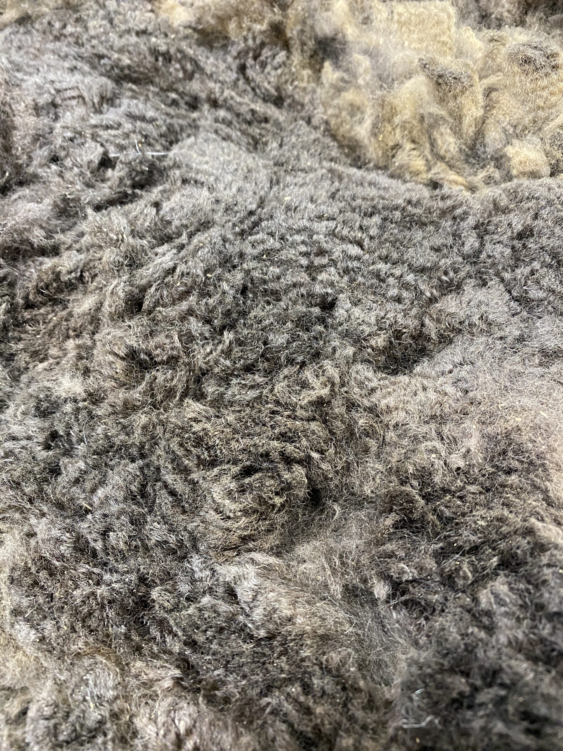 2026~ Cria coat, Black - Alpaca Fleece ~ Samantha - Image 5