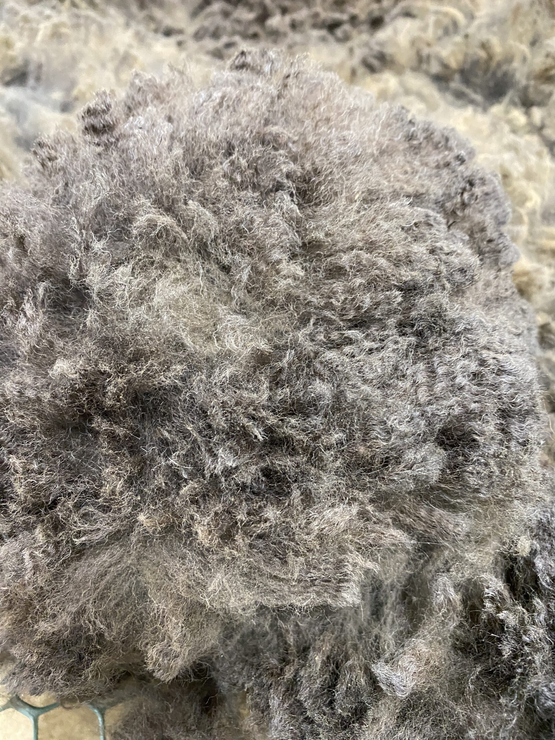 2026~ Cria coat, Black - Alpaca Fleece ~ Samantha - Image 6