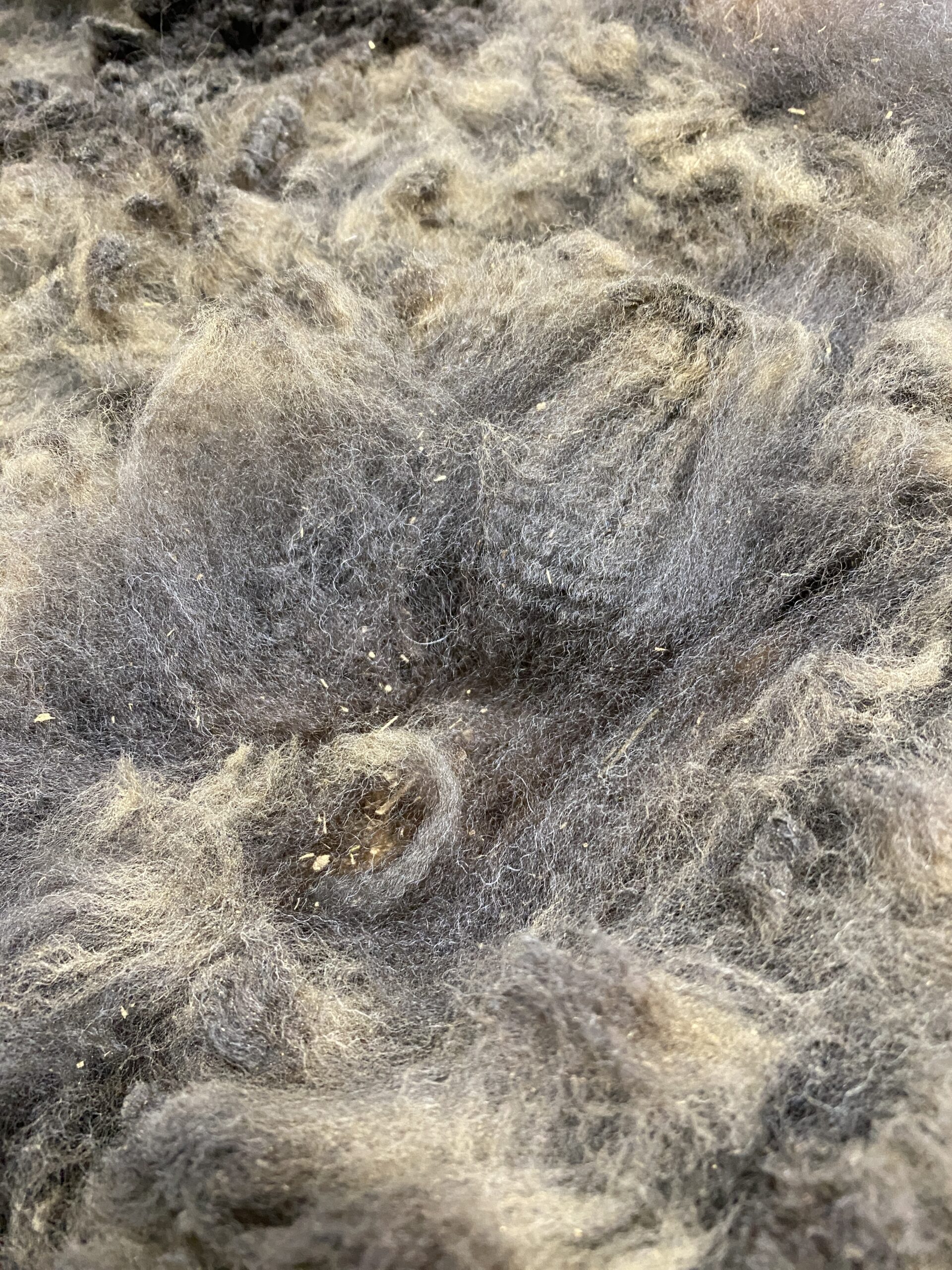 2026~ Cria coat, Black - Alpaca Fleece ~ Samantha - Image 7