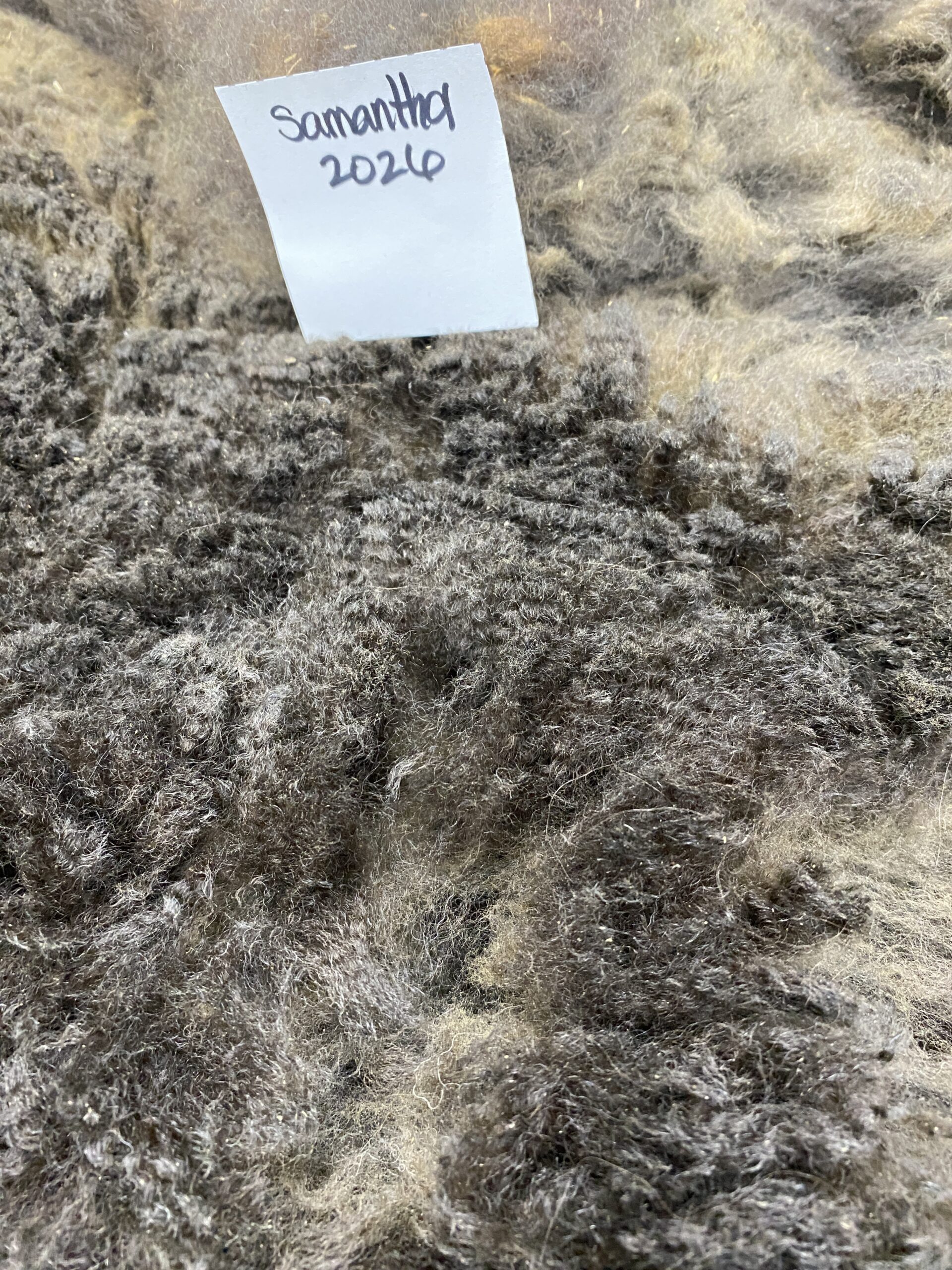 2026~ Cria coat, Black - Alpaca Fleece ~ Samantha - Image 9