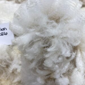 2026~ Oh my gosh! Lofty dense white Alpaca Fleece~Edison