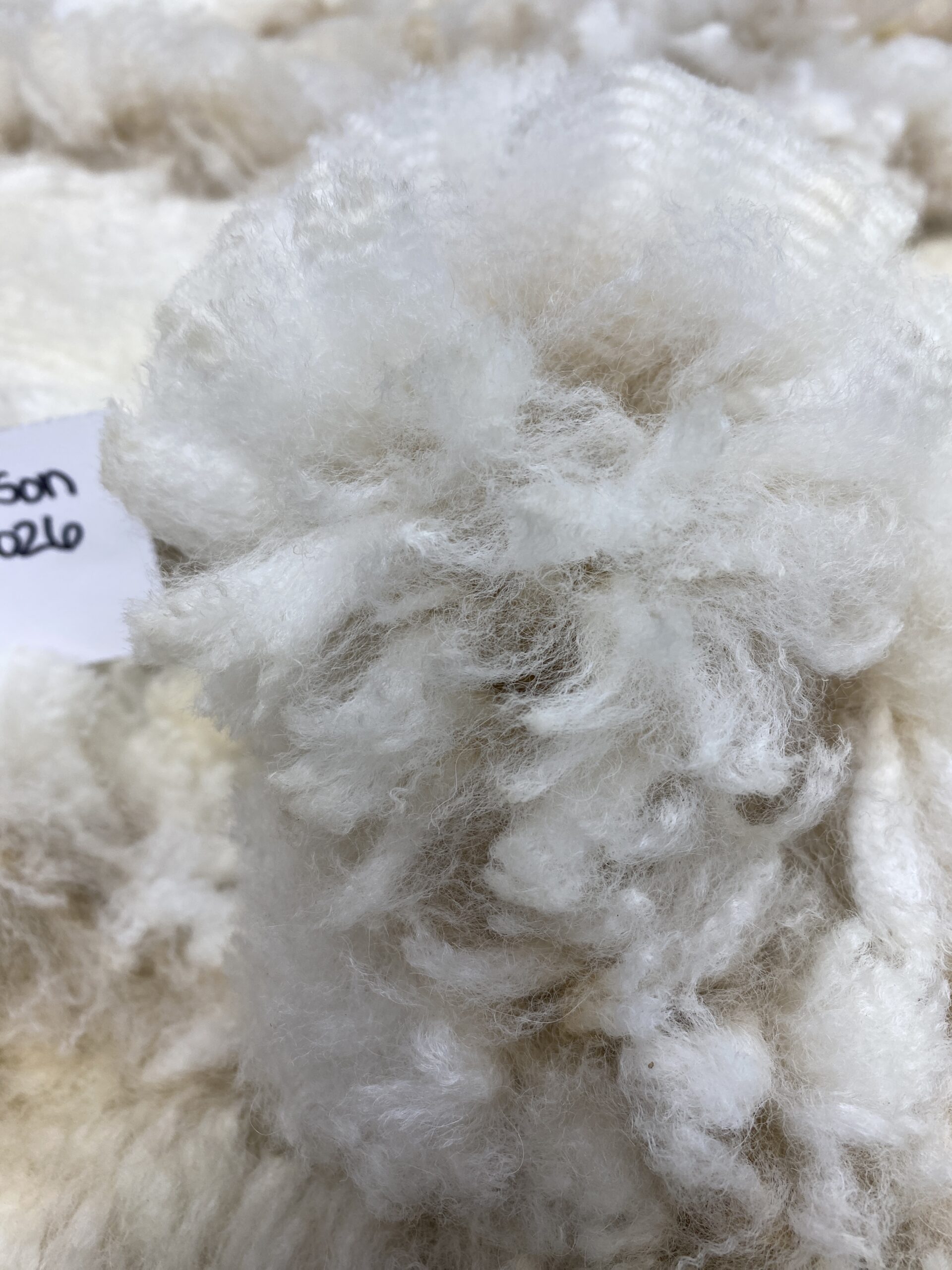 2026~ Oh my gosh! Lofty dense white Alpaca Fleece~Edison