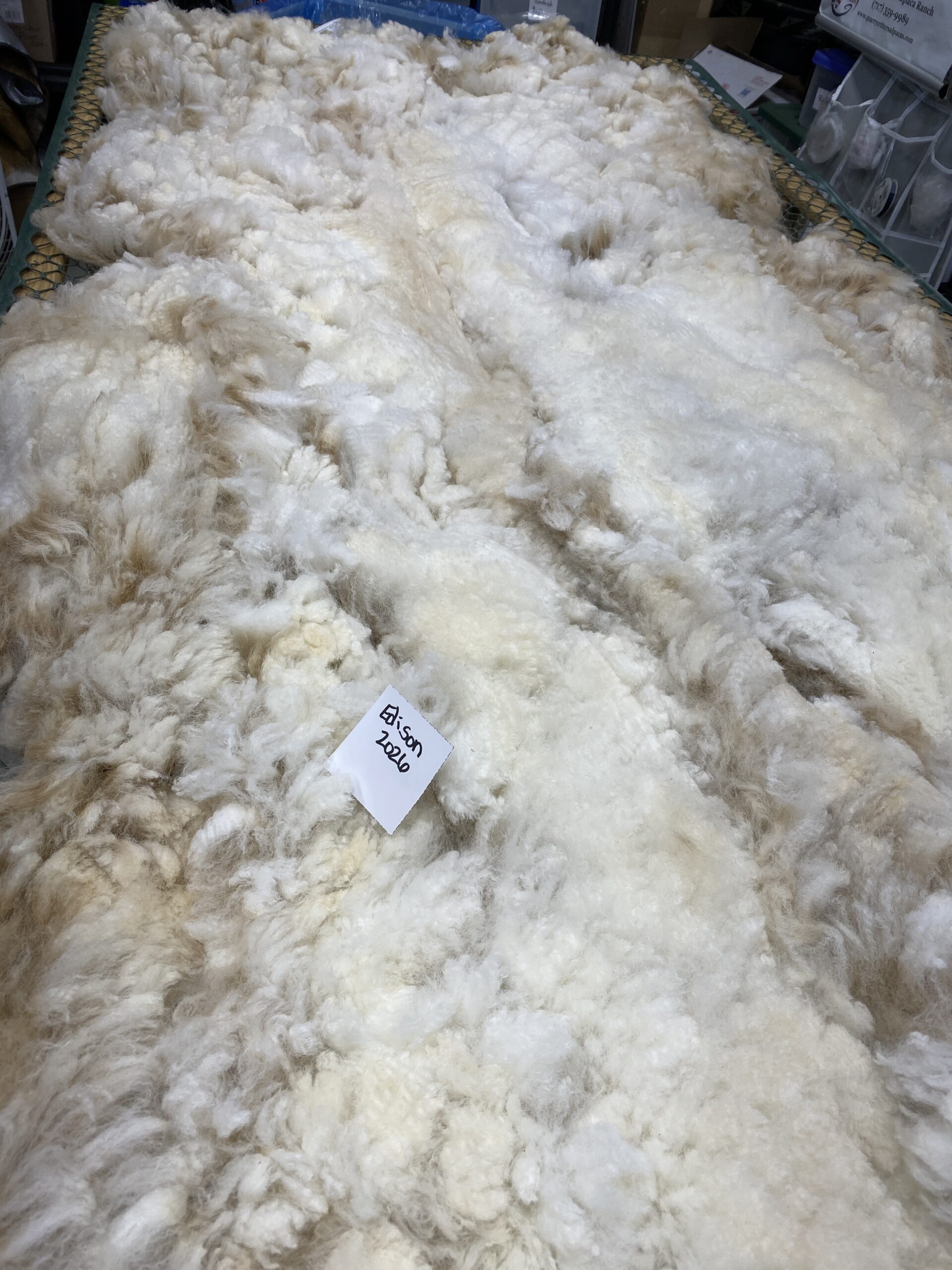 2026~ Oh my gosh! Lofty dense white Alpaca Fleece~Edison - Image 5