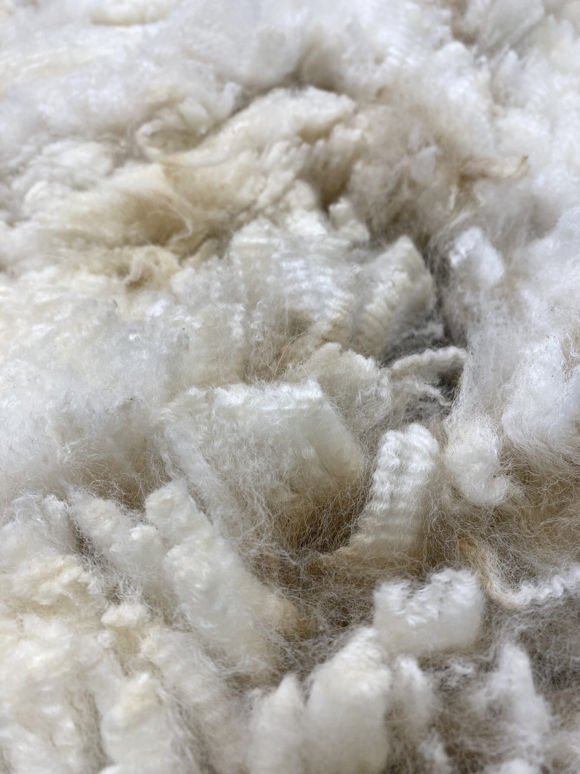 2026~ Oh my gosh! Lofty dense white Alpaca Fleece~Edison - Image 6
