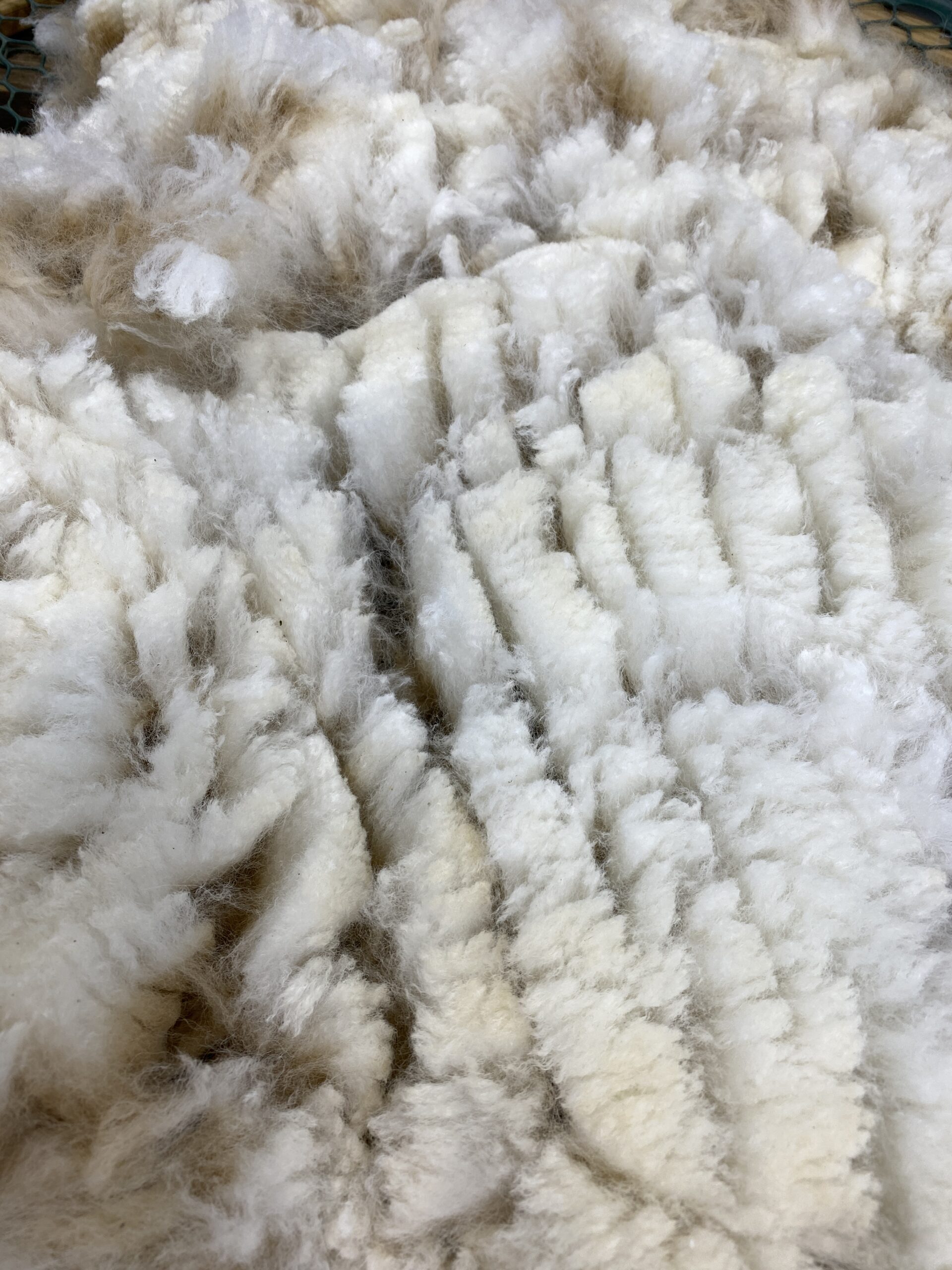 2026~ Oh my gosh! Lofty dense white Alpaca Fleece~Edison - Image 7