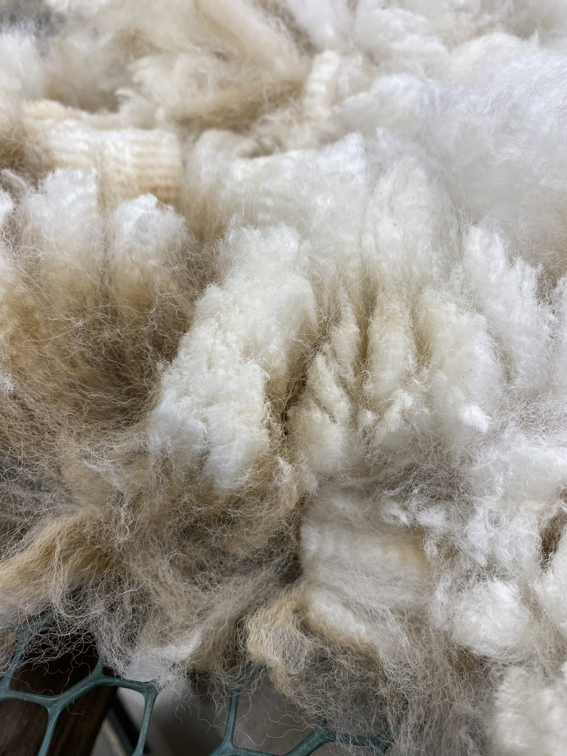 2026~ Oh my gosh! Lofty dense white Alpaca Fleece~Edison - Image 8