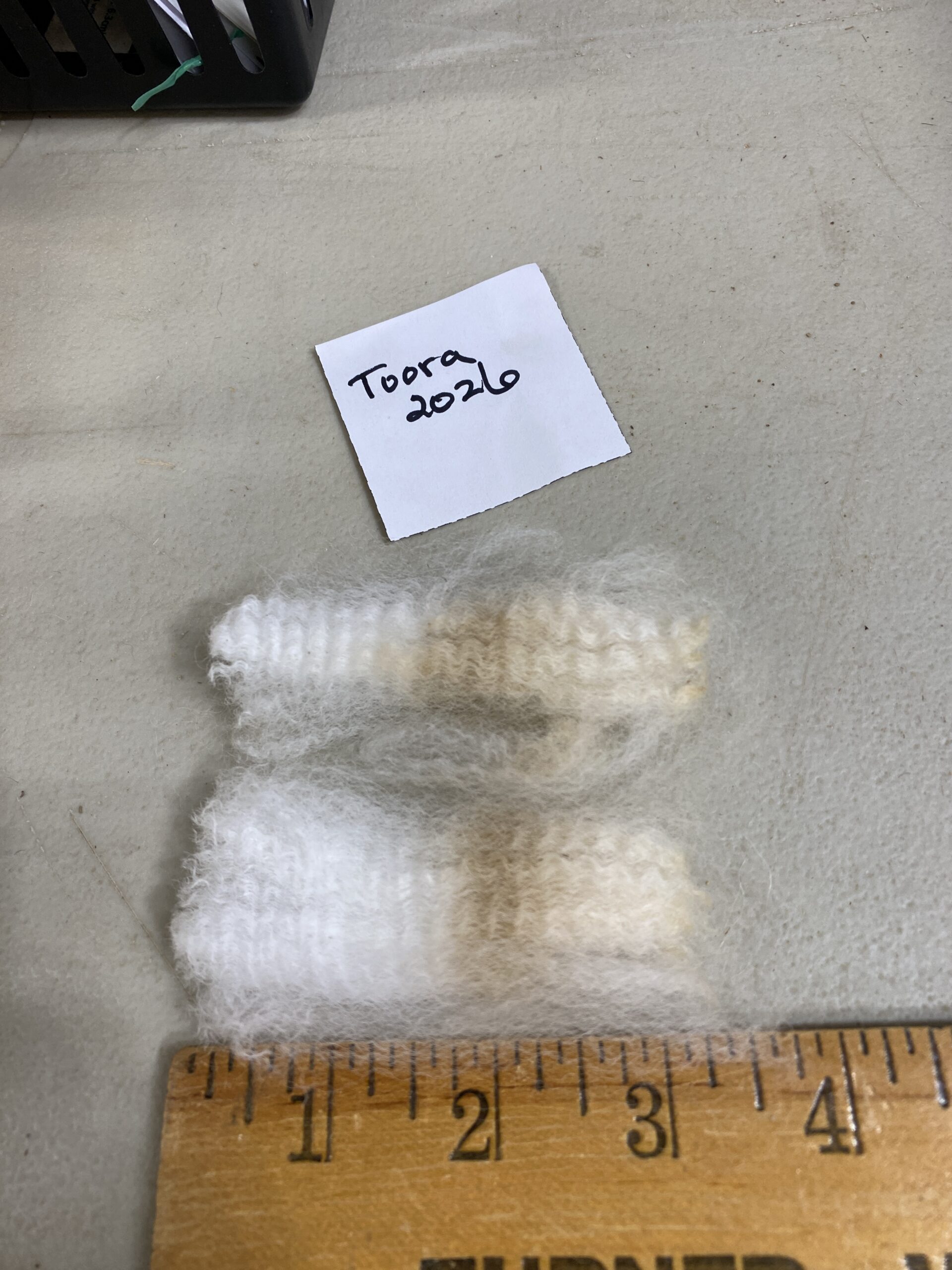 2026~ white - Alpaca Fleece ~ Toora - Image 2