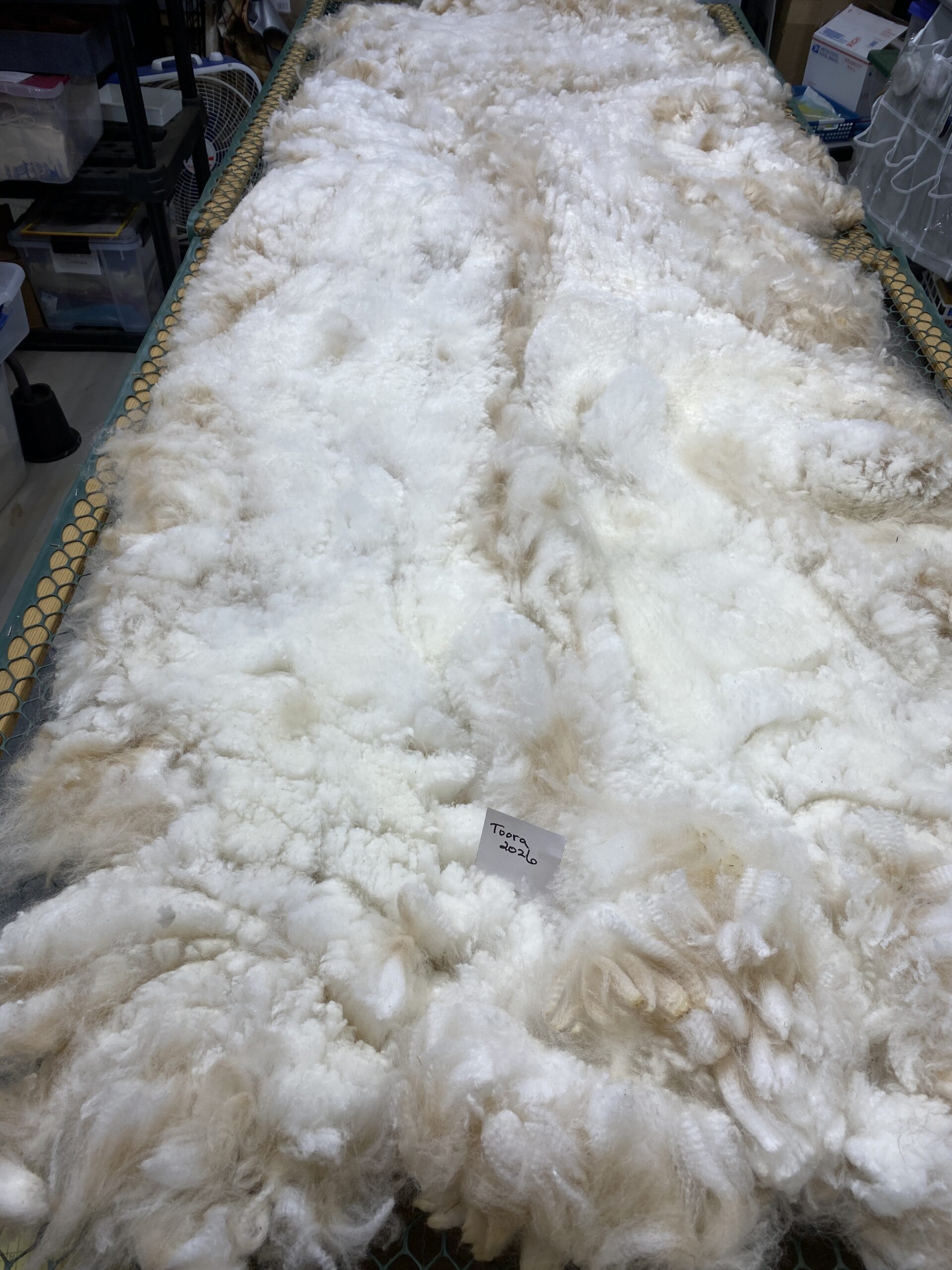 2026~ white - Alpaca Fleece ~ Toora - Image 3
