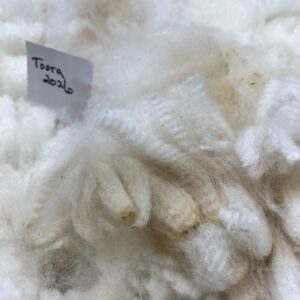 2026~  white  - Alpaca  Fleece ~ Toora