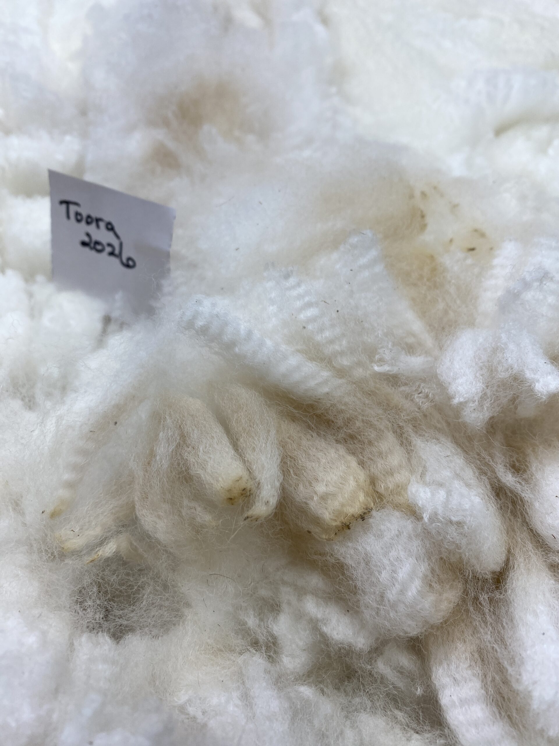 2026~ white - Alpaca Fleece ~ Toora