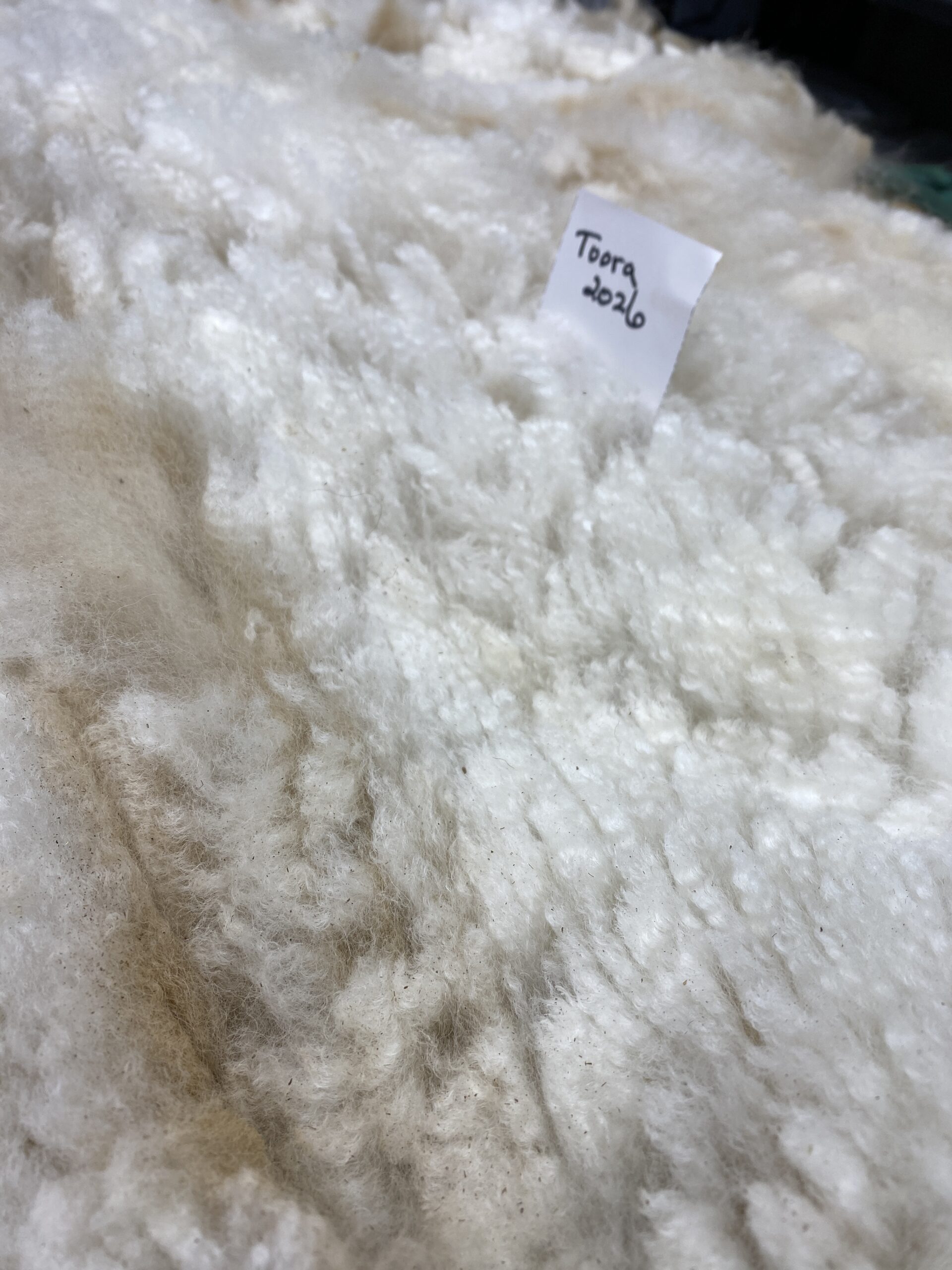 2026~ white - Alpaca Fleece ~ Toora - Image 5
