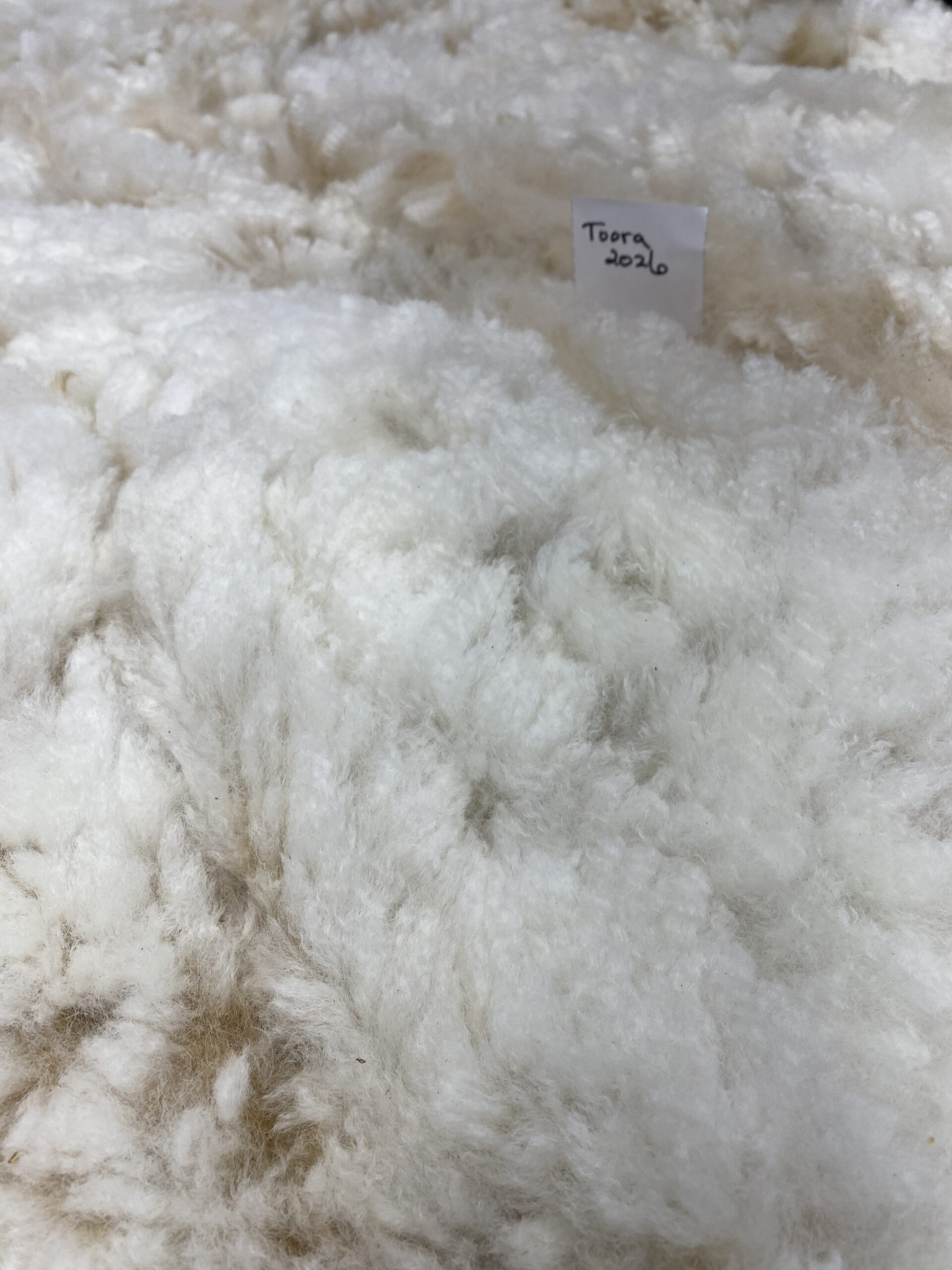 2026~ white - Alpaca Fleece ~ Toora - Image 6
